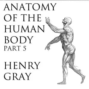 Anatomy of the Human Body, Part 5 (Gray's Anatomy)