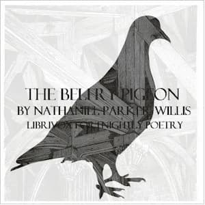 Belfry Pigeon
