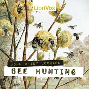 Bee Hunting