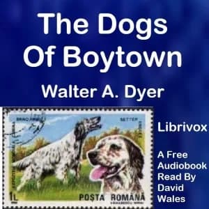 Dogs Of Boytown
