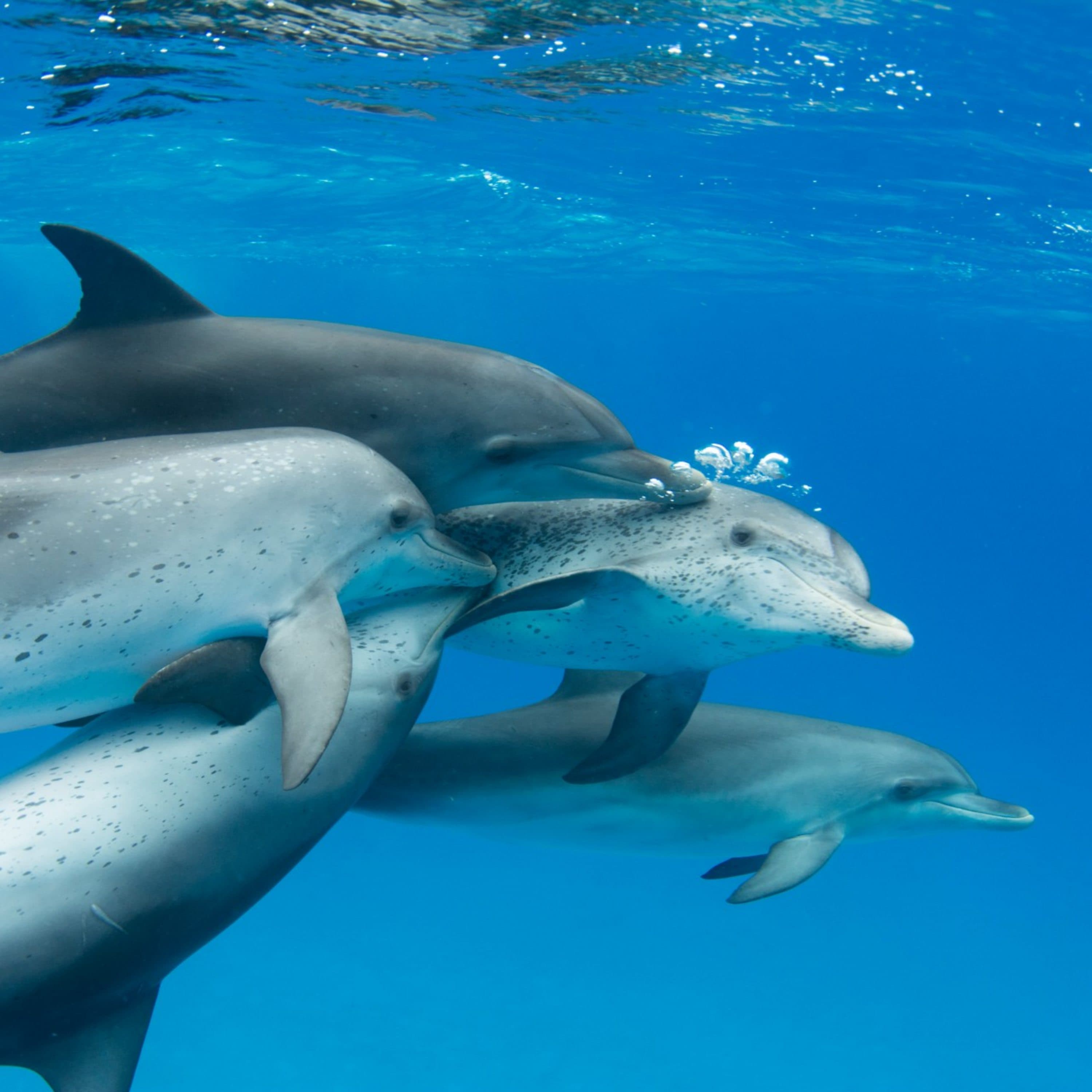 Talking dolphin