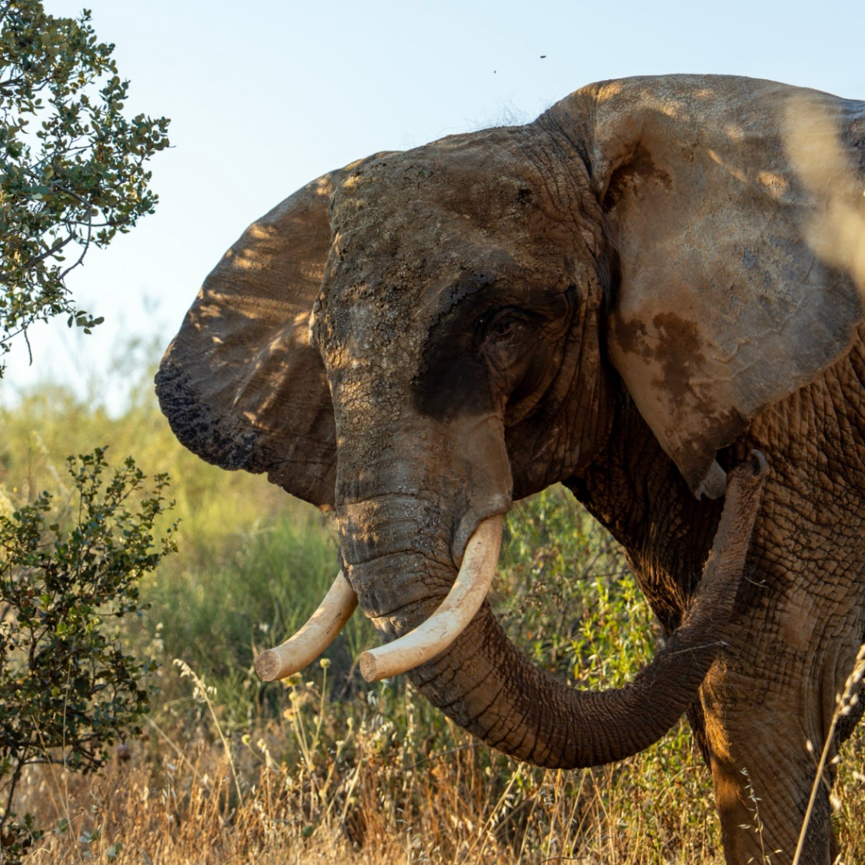The Happy Pod: Portugal’s last circus elephant rehomed