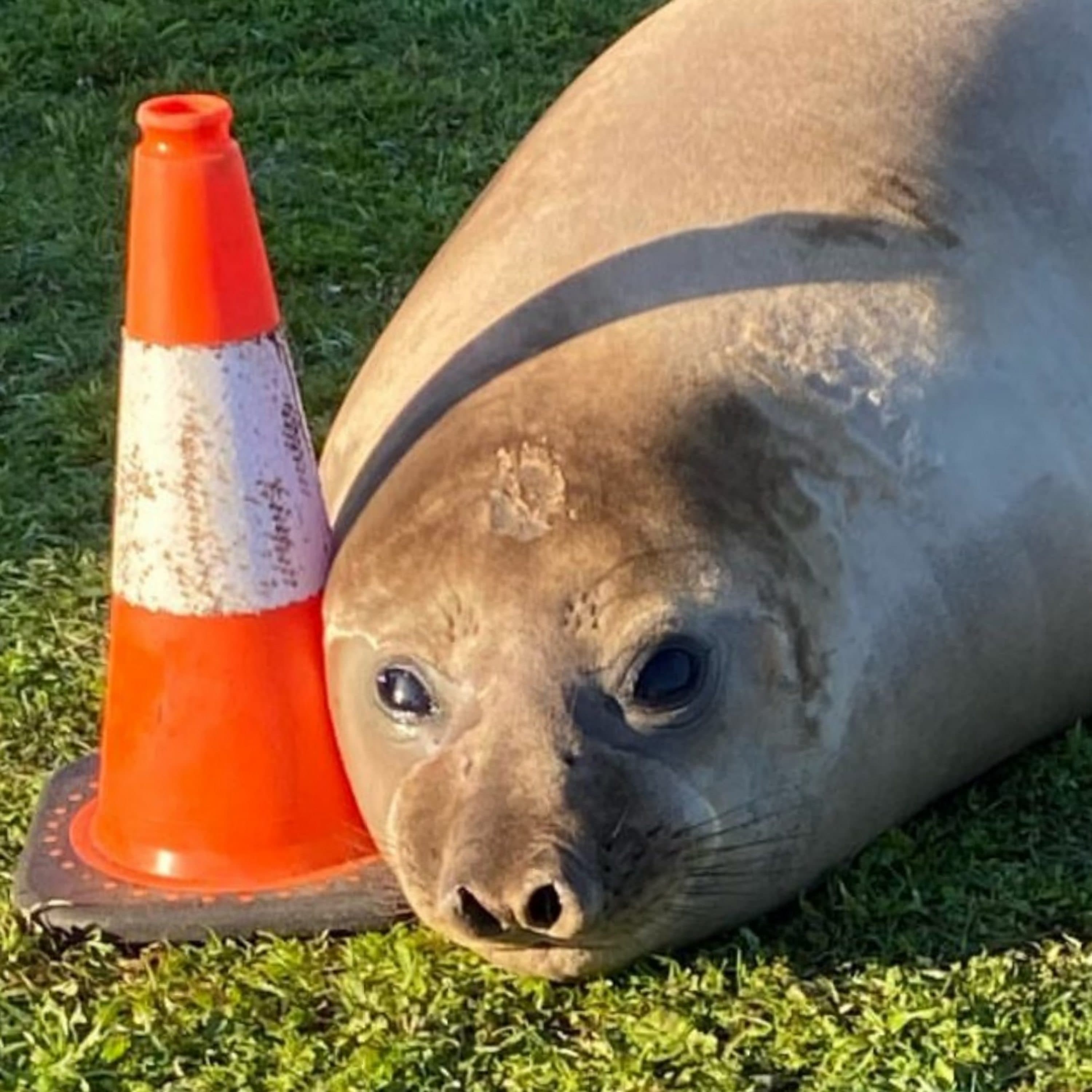 The Happy Pod: How Neil the Seal won hearts across the world