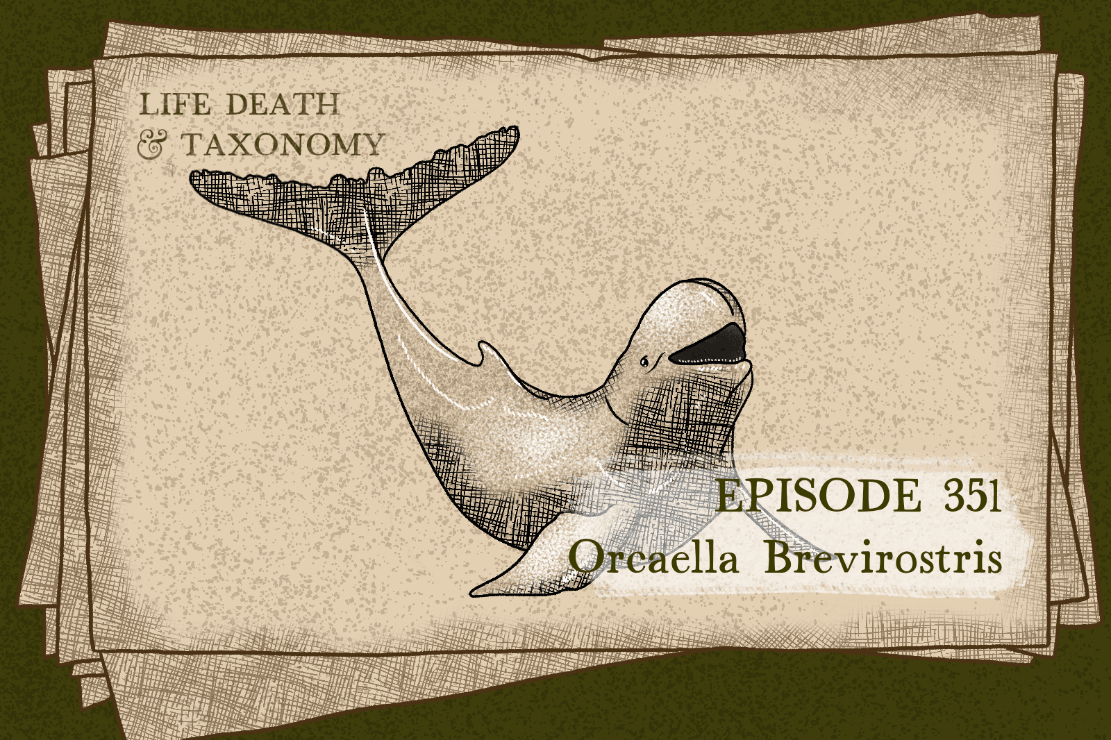 Episode 352 – Irrawaddy Dolphin: Spy Hopper