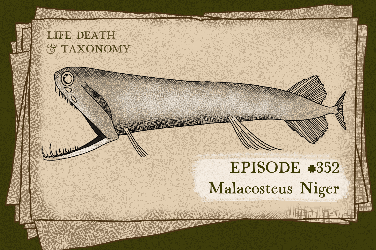 Episode 353 – Stoplight Loosejaw: Black Soft Bones