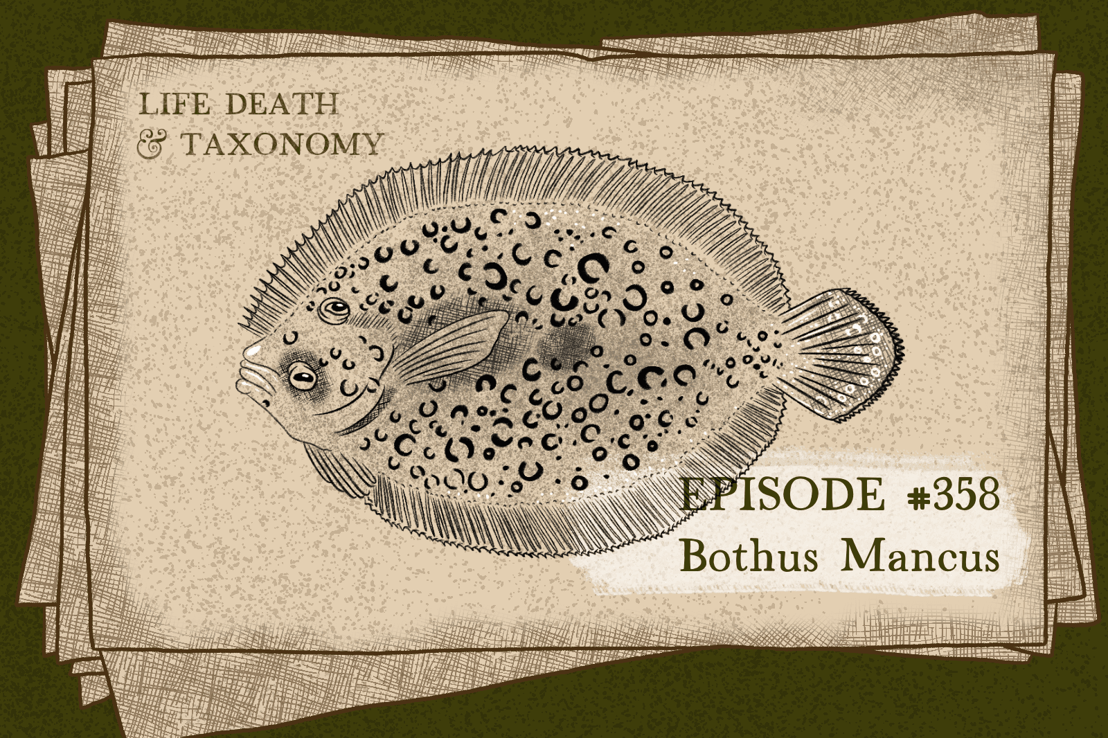 Episode 361 – Peacock Flounder: Pile Drive Pancake
