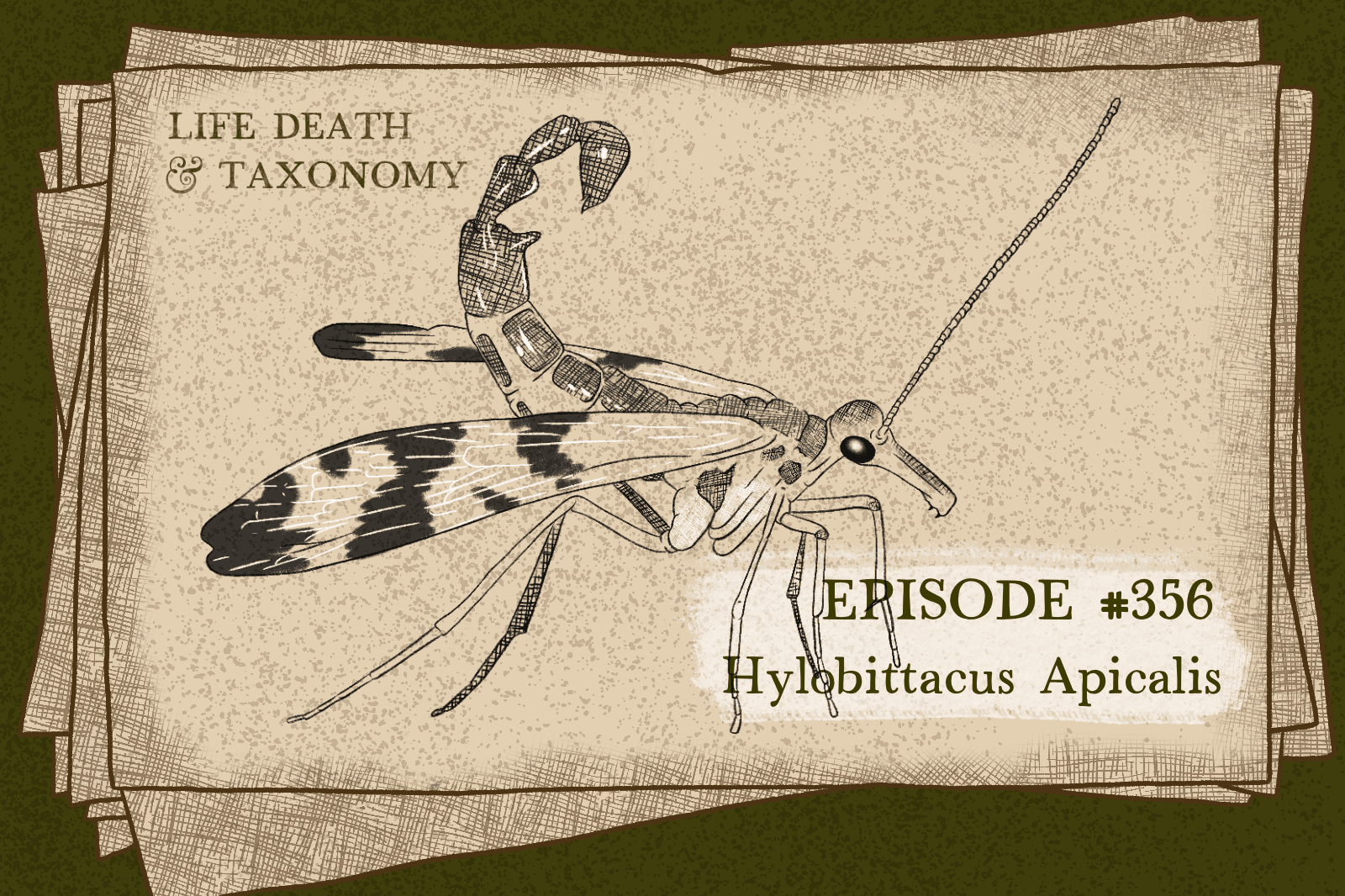Episode 359 – Black-Tipped Hanging Fly