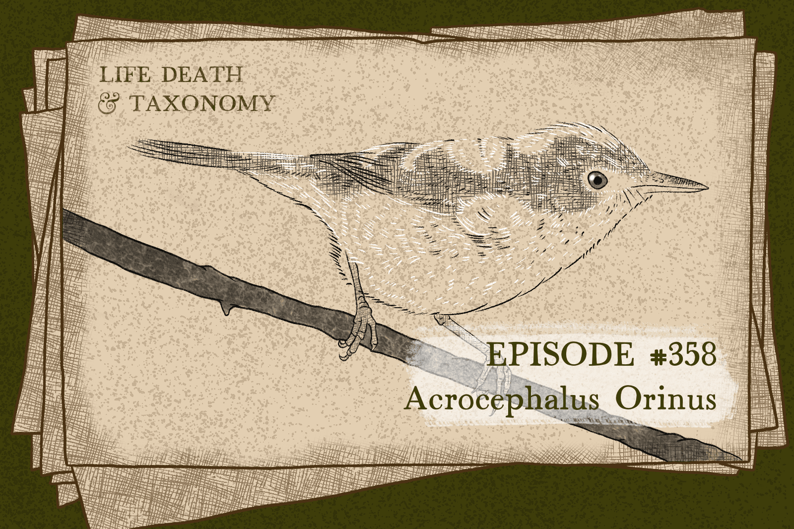Episode 360 – Reed Warbler: The Least Known Bird