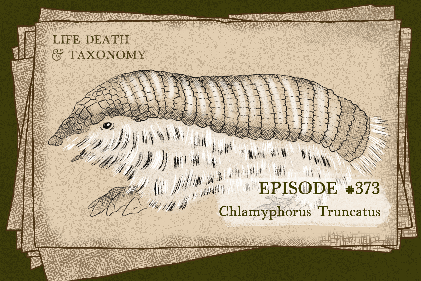 Episode 373 – Pink-Fairy Armadillo: Sand