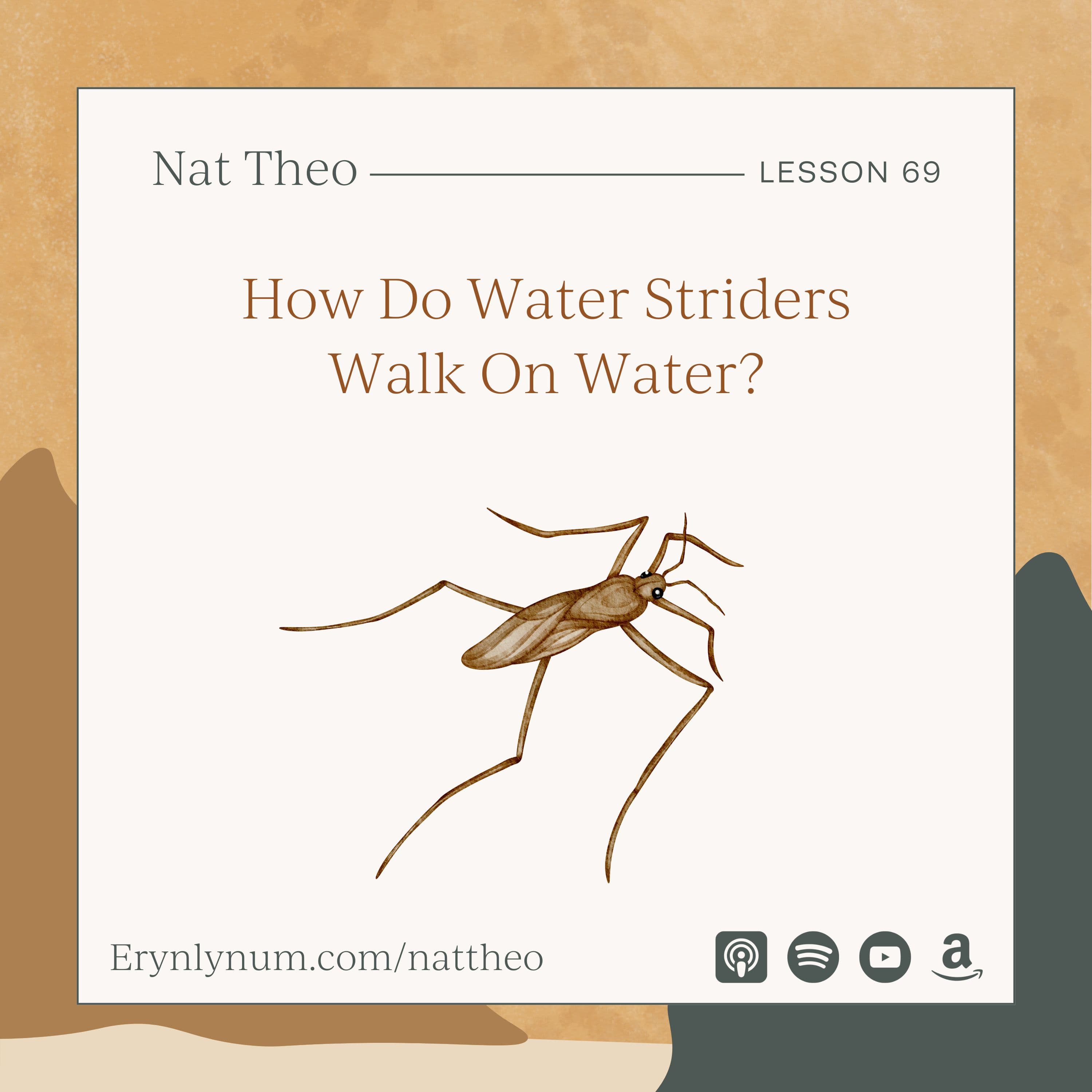 How Do Water Striders Walk On Water? Lesson 69