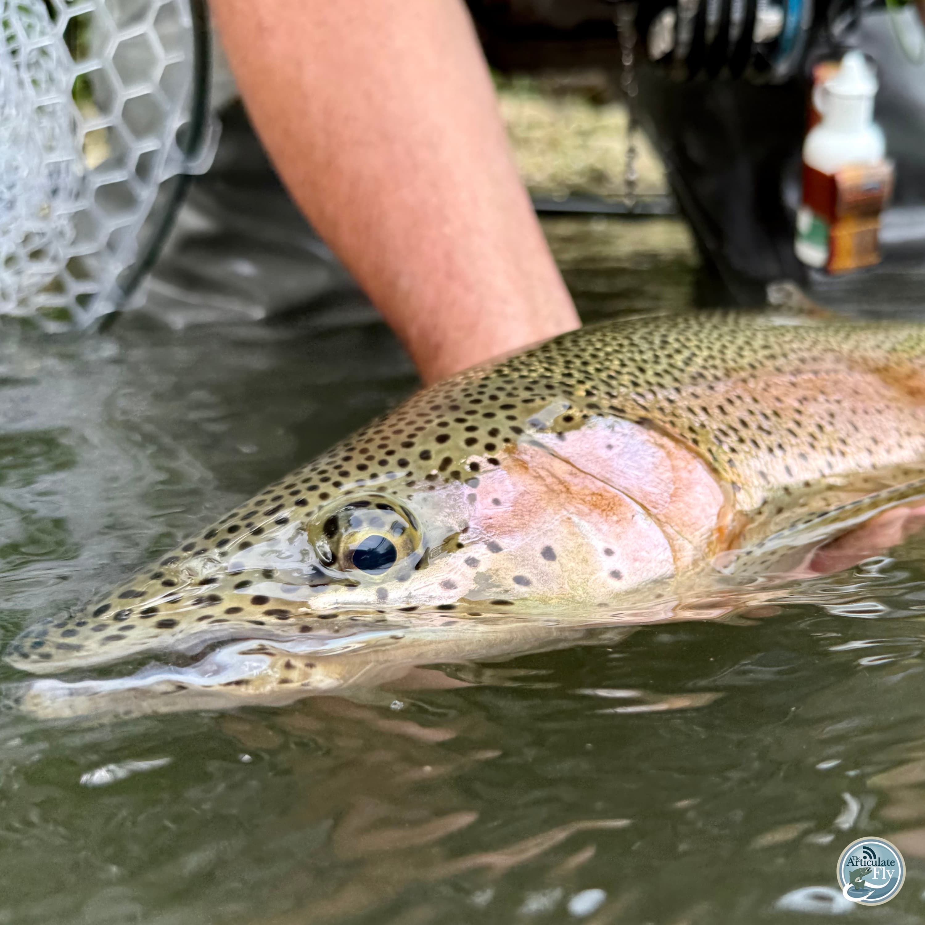 S7, Ep 62: Summer Stream Strategies: Central PA Fishing Insights with George Costa