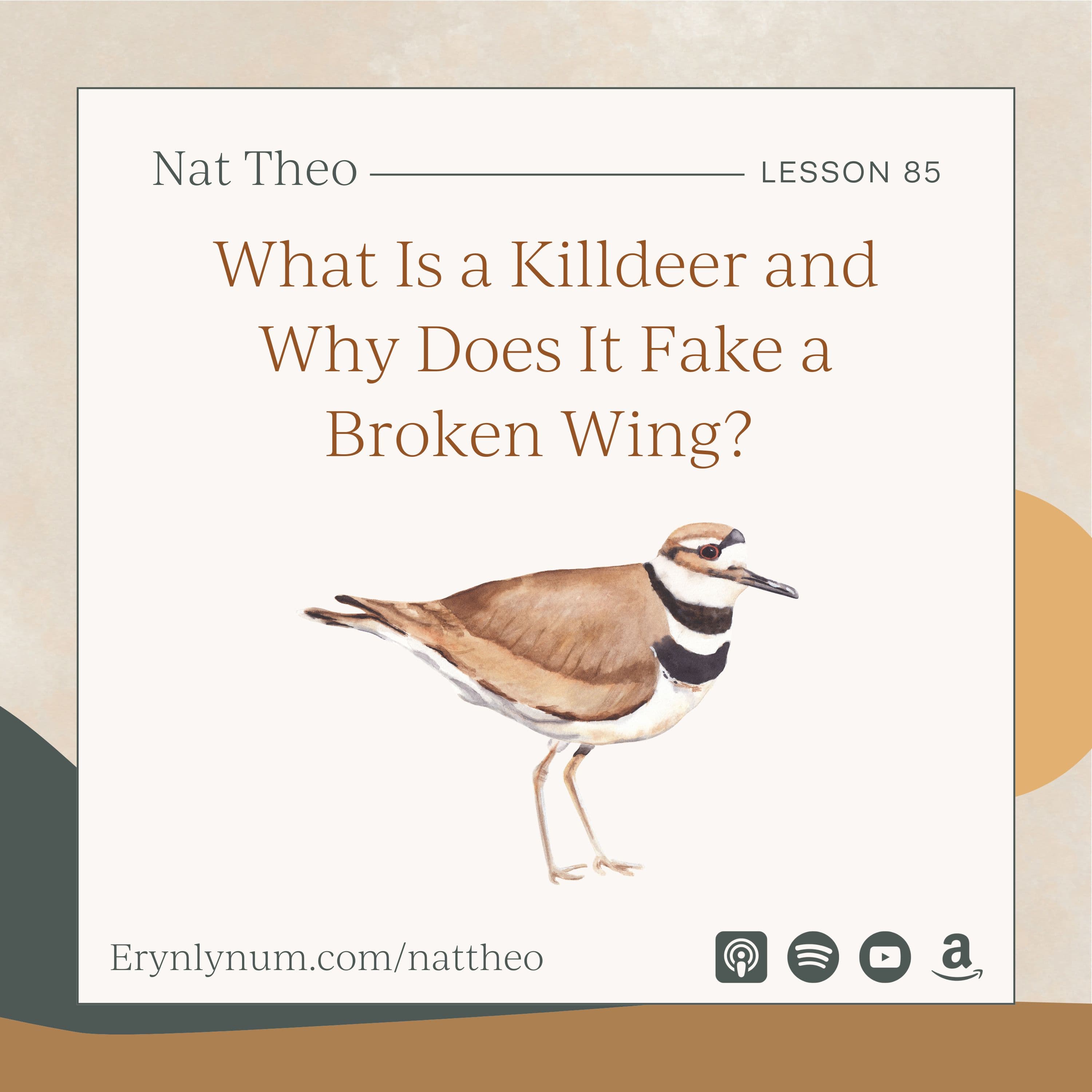 What Is a Killdeer and Why Does It Fake a Broken Wing? Lesson 85