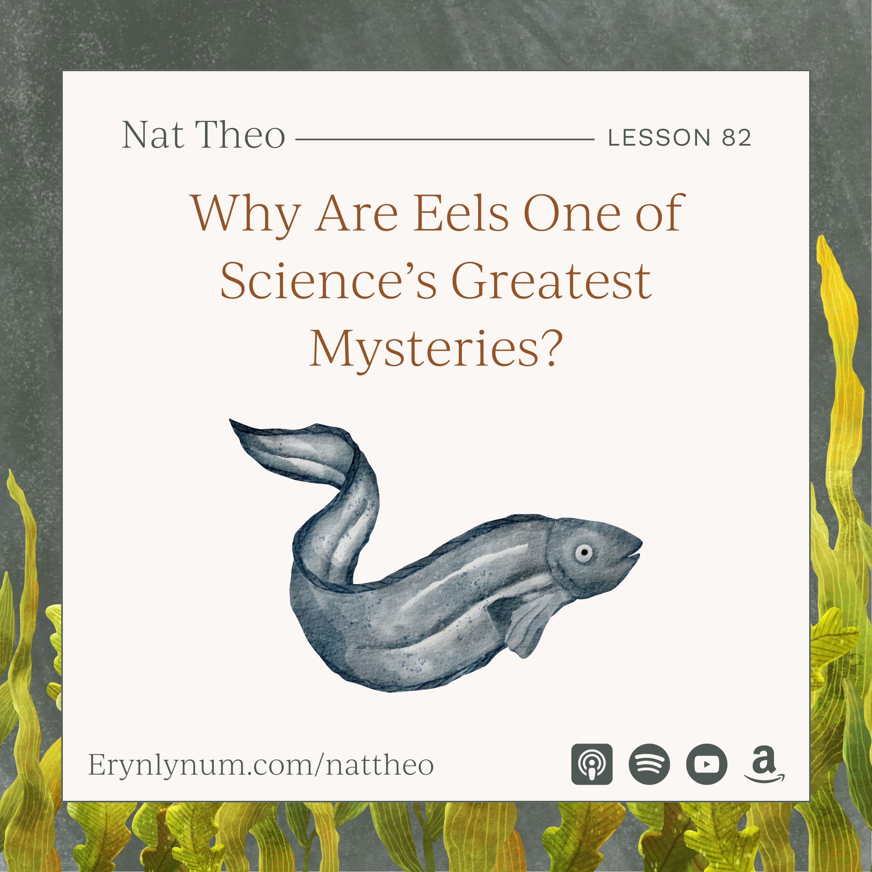 Why Are Eels One of Science’s Greatest Mysteries? Lesson 82