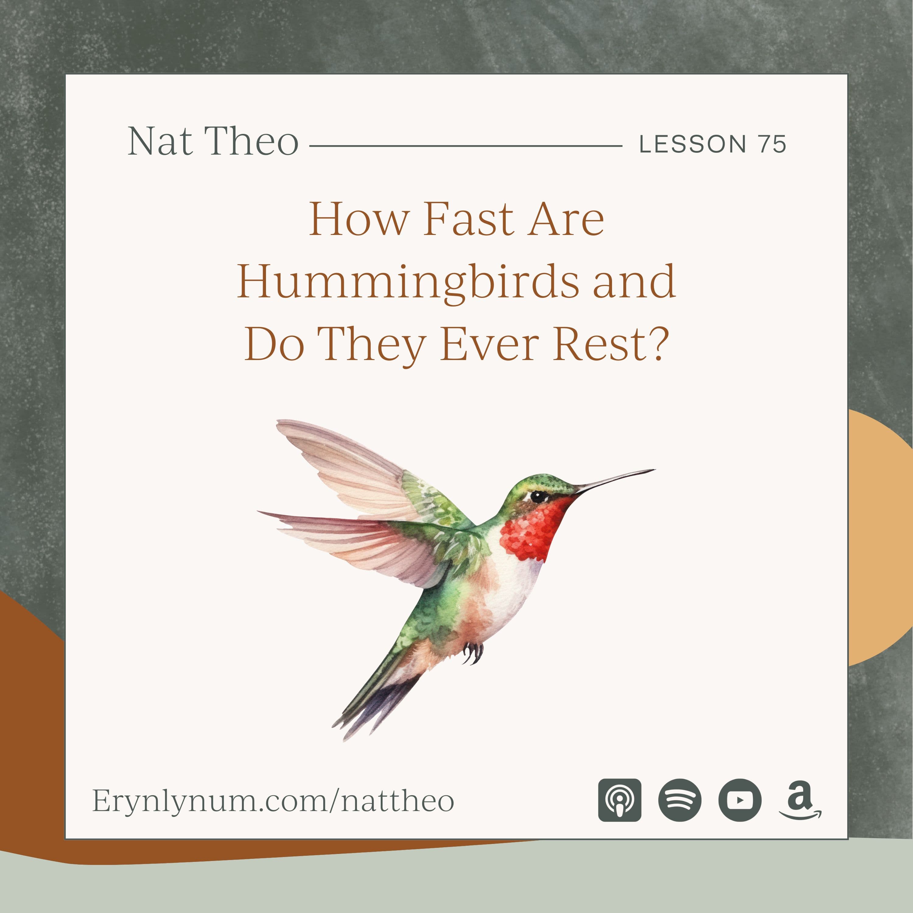 How Fast Are Hummingbirds and Do They Ever Rest? Lesson 75