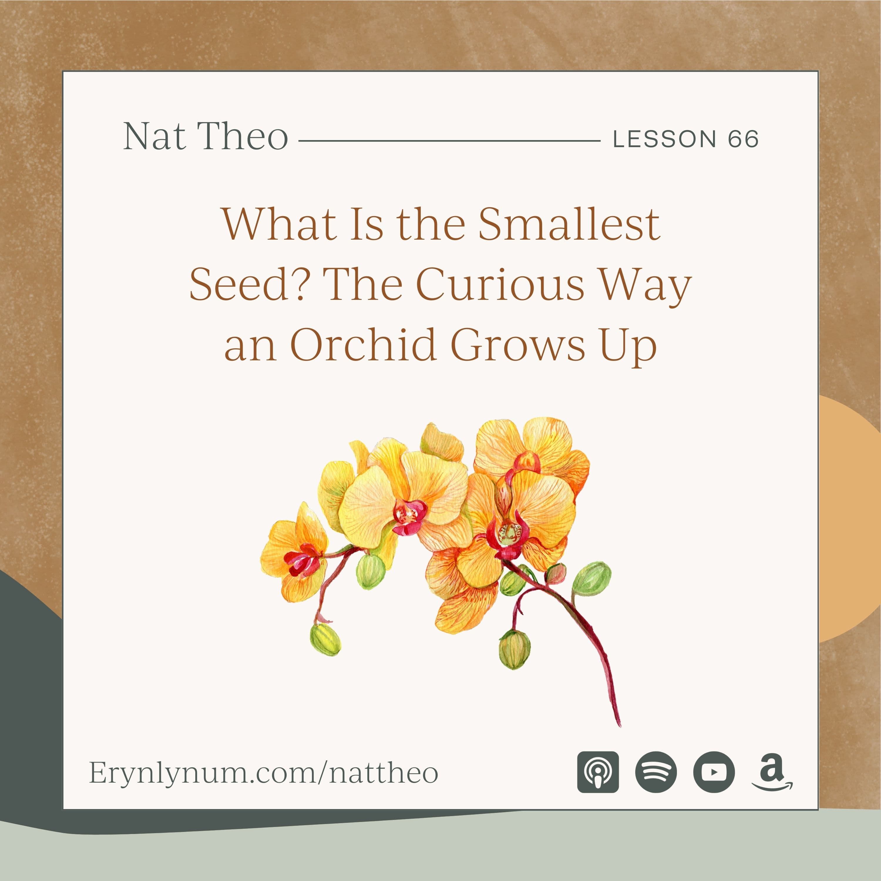 What Is the Smallest Seed? The Curious Way an Orchid Grows Up - Lesson 66