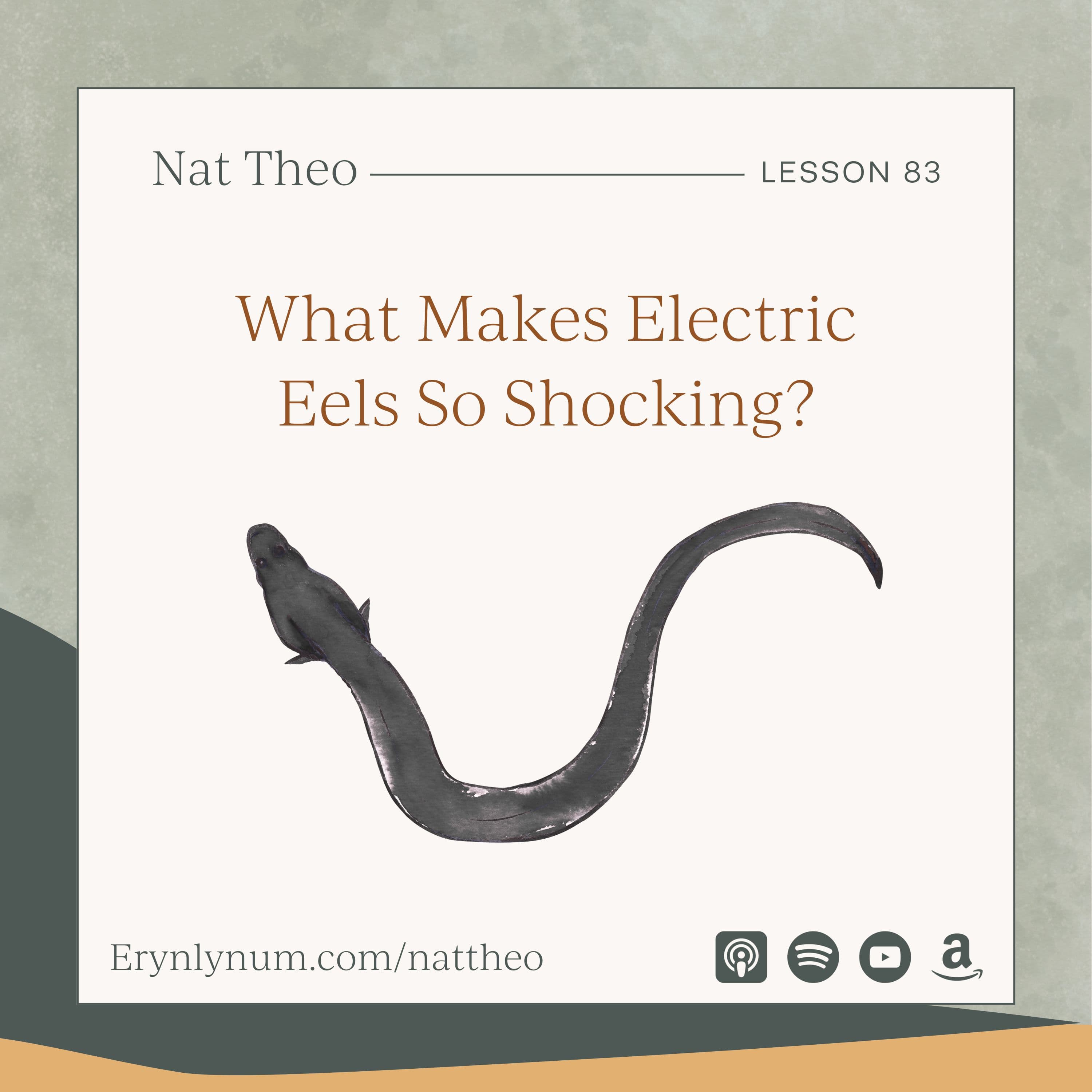 What Makes Electric Eels So Shocking? Lesson 83