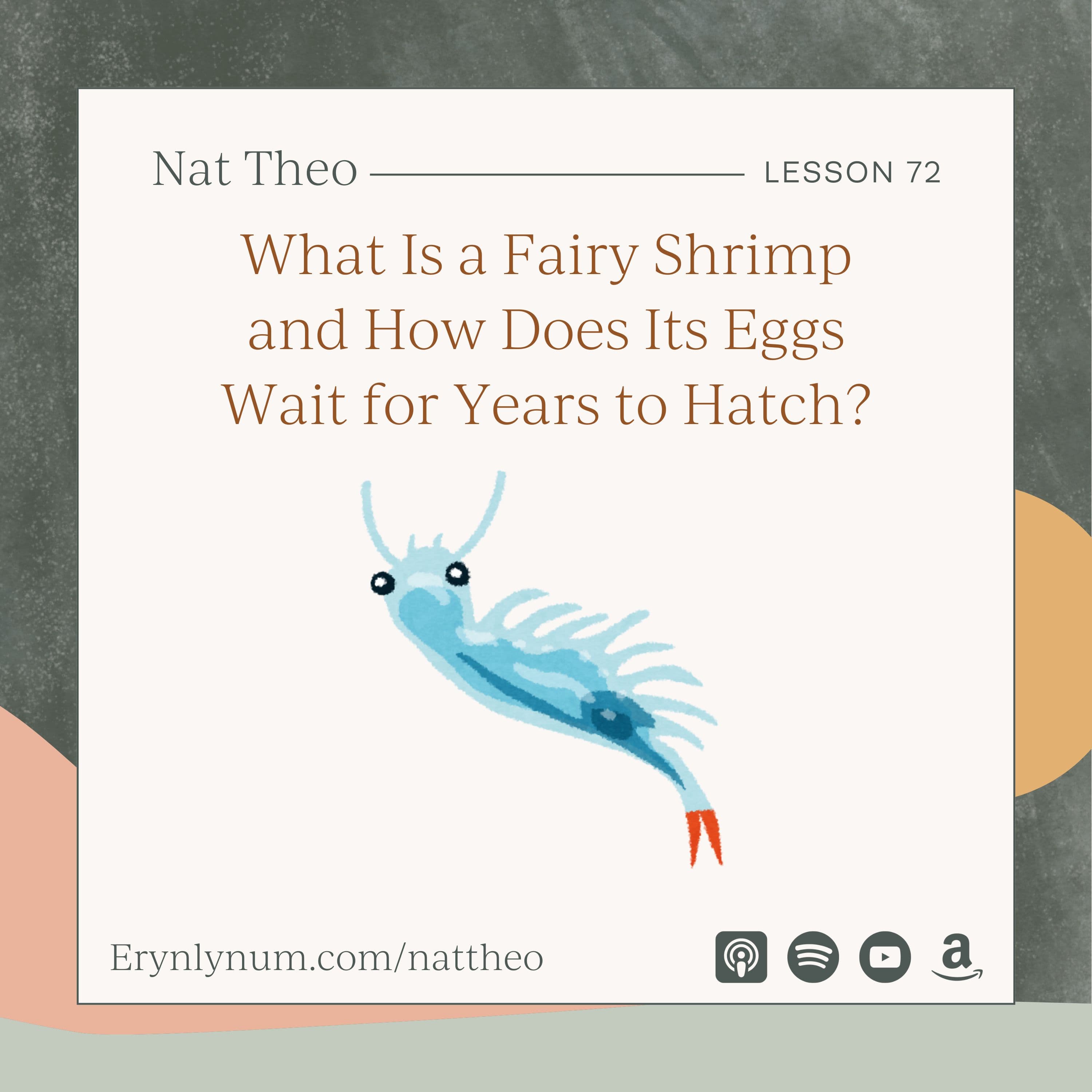 What Is a Fairy Shrimp and How Does Its Eggs Wait for Years to Hatch? Lesson 72