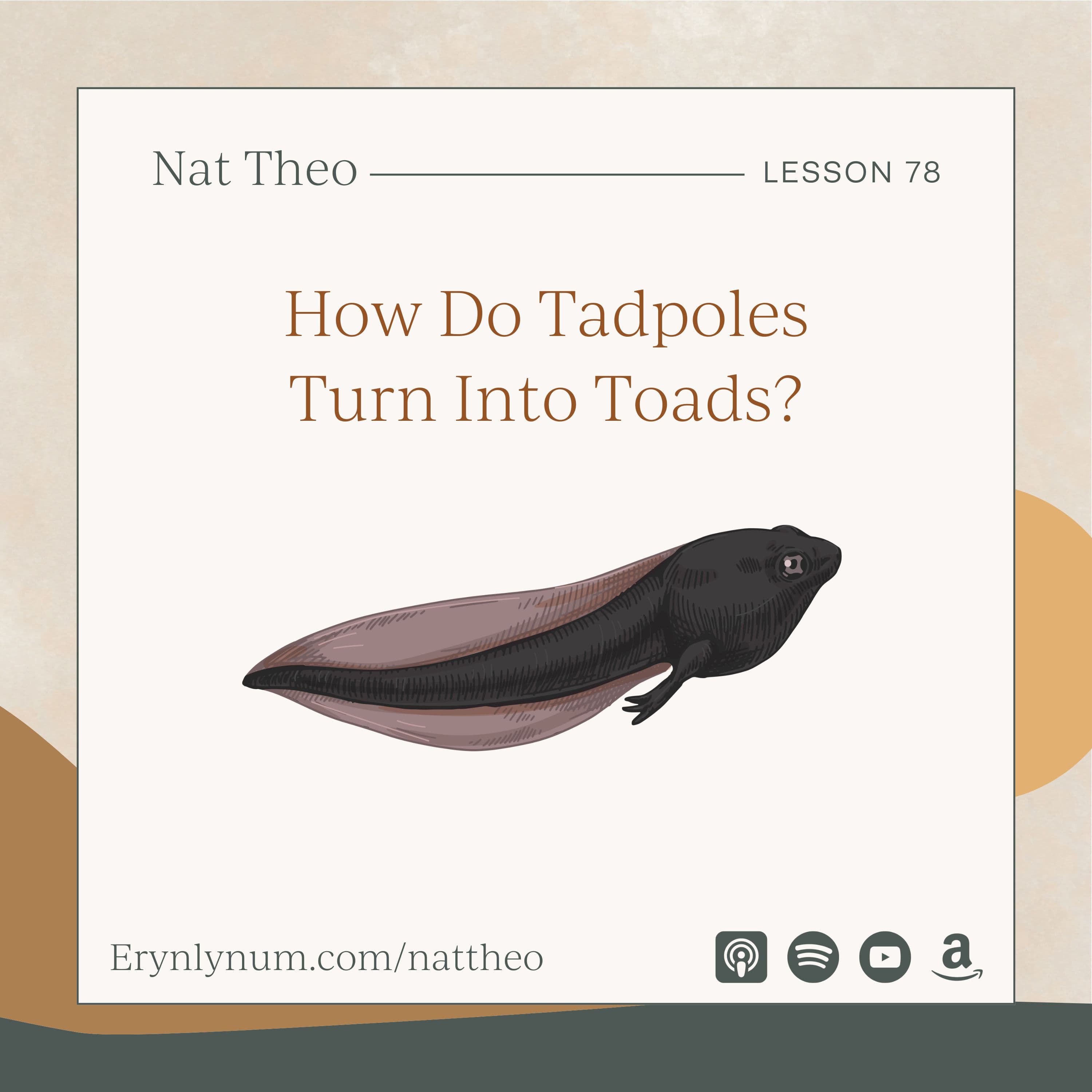 How Do Tadpoles Turn Into Toads? Lesson 78