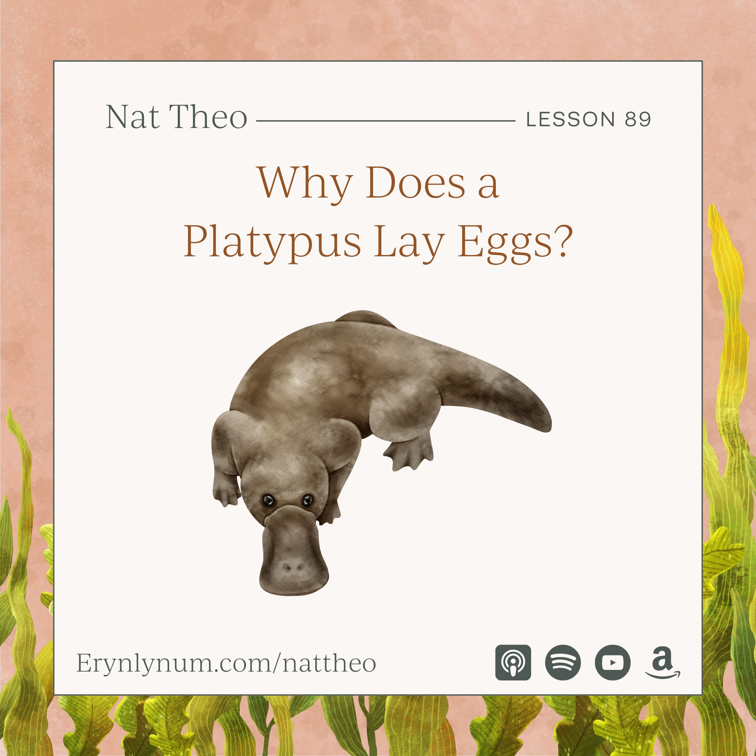 Why Does a Platypus Lay Eggs? Lesson 89