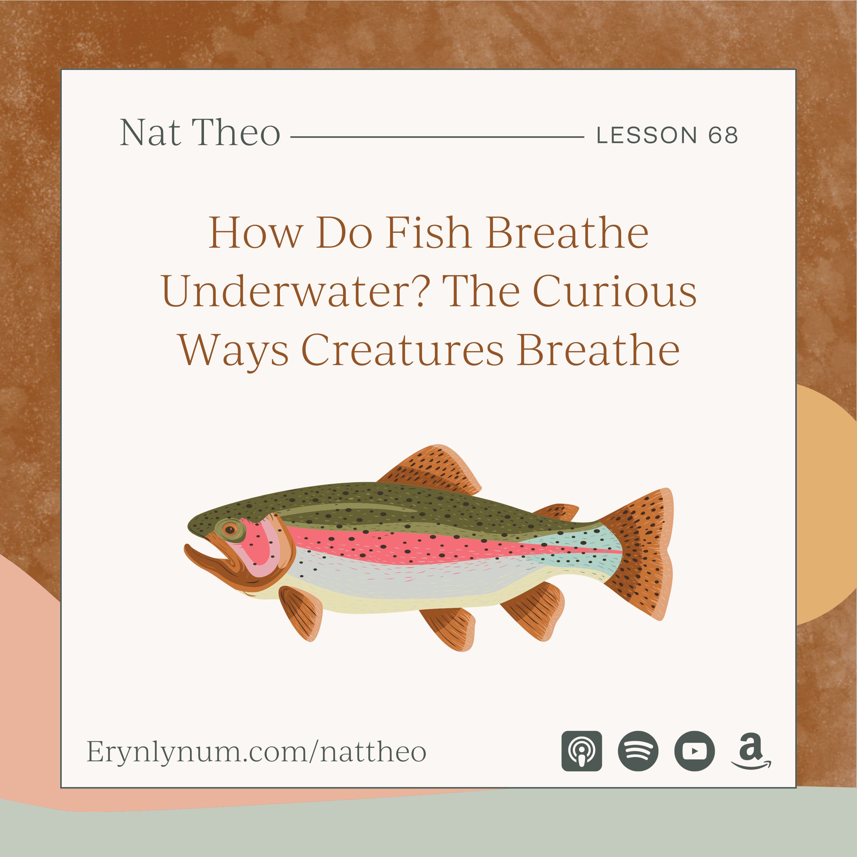 How Do Fish Breathe Underwater? The Curious Ways Creatures Breathe - Lesson 68