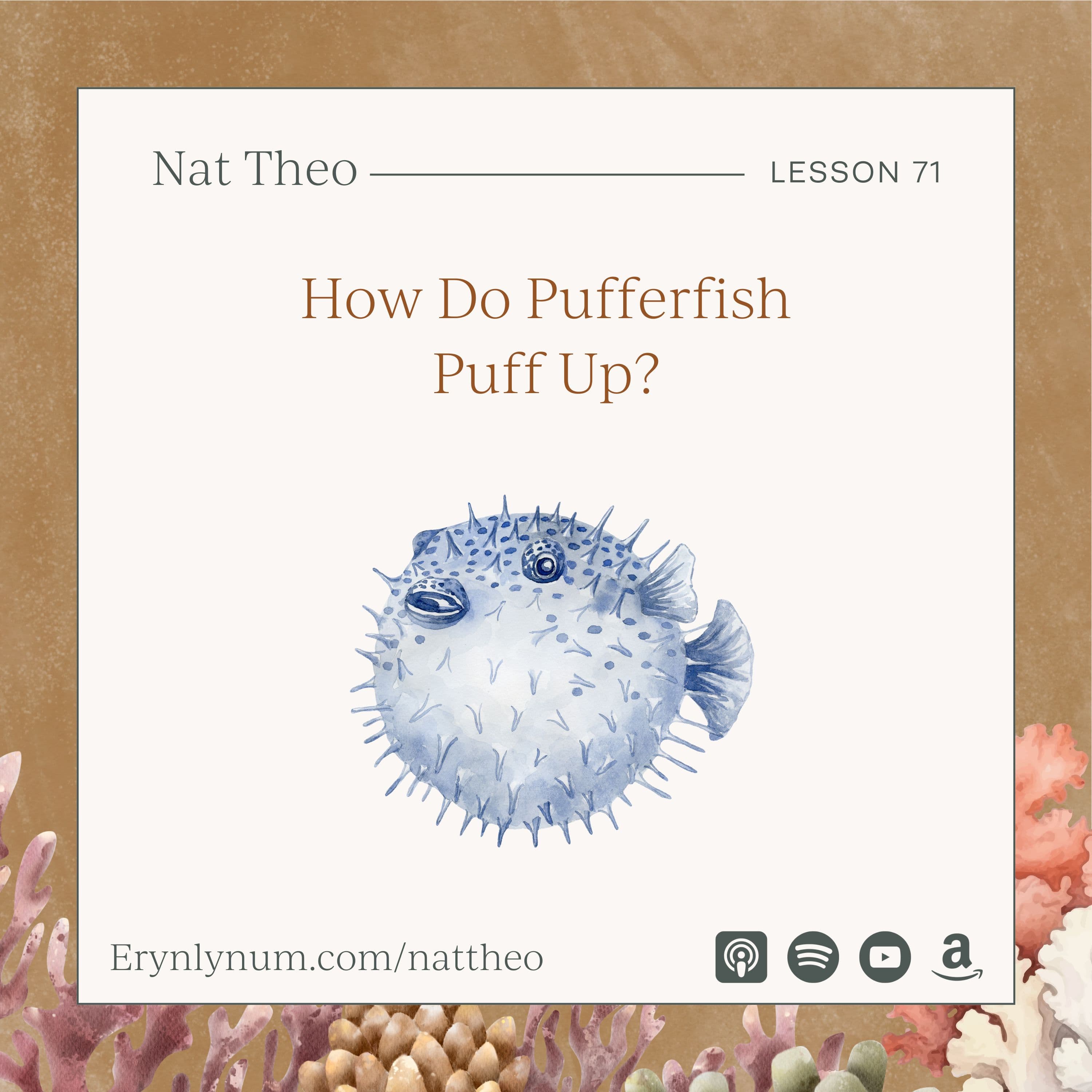 How Do Pufferfish Puff Up? Lesson 71
