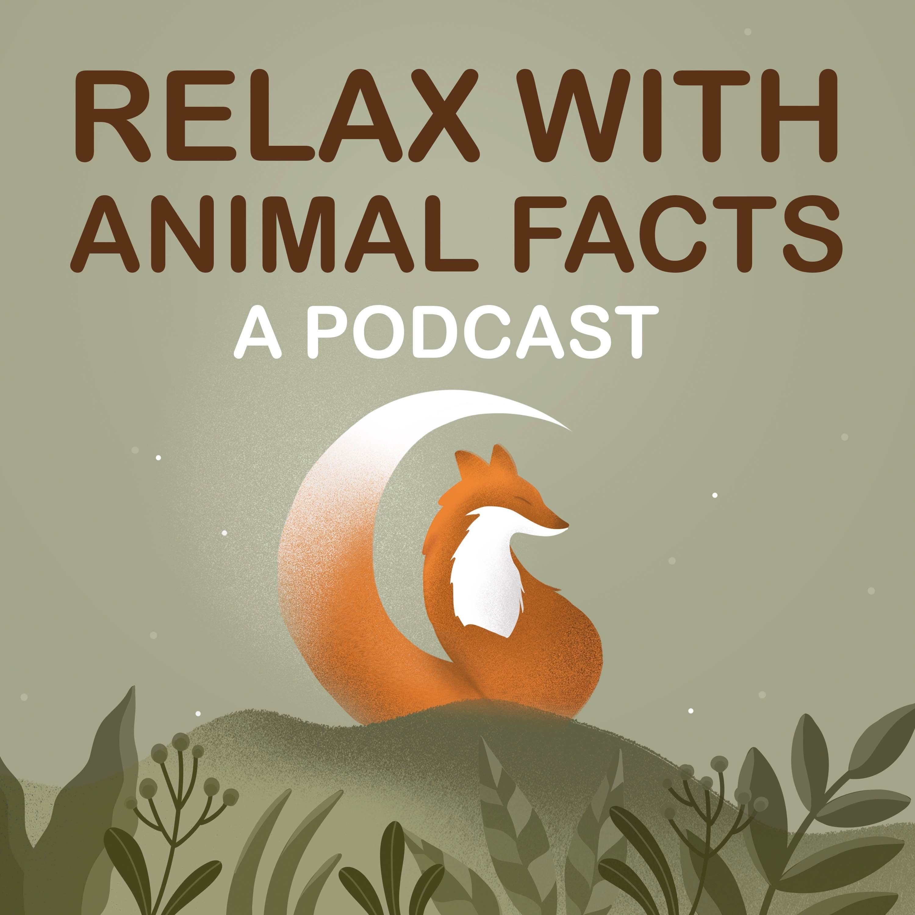 The End of Relax With Animal Facts