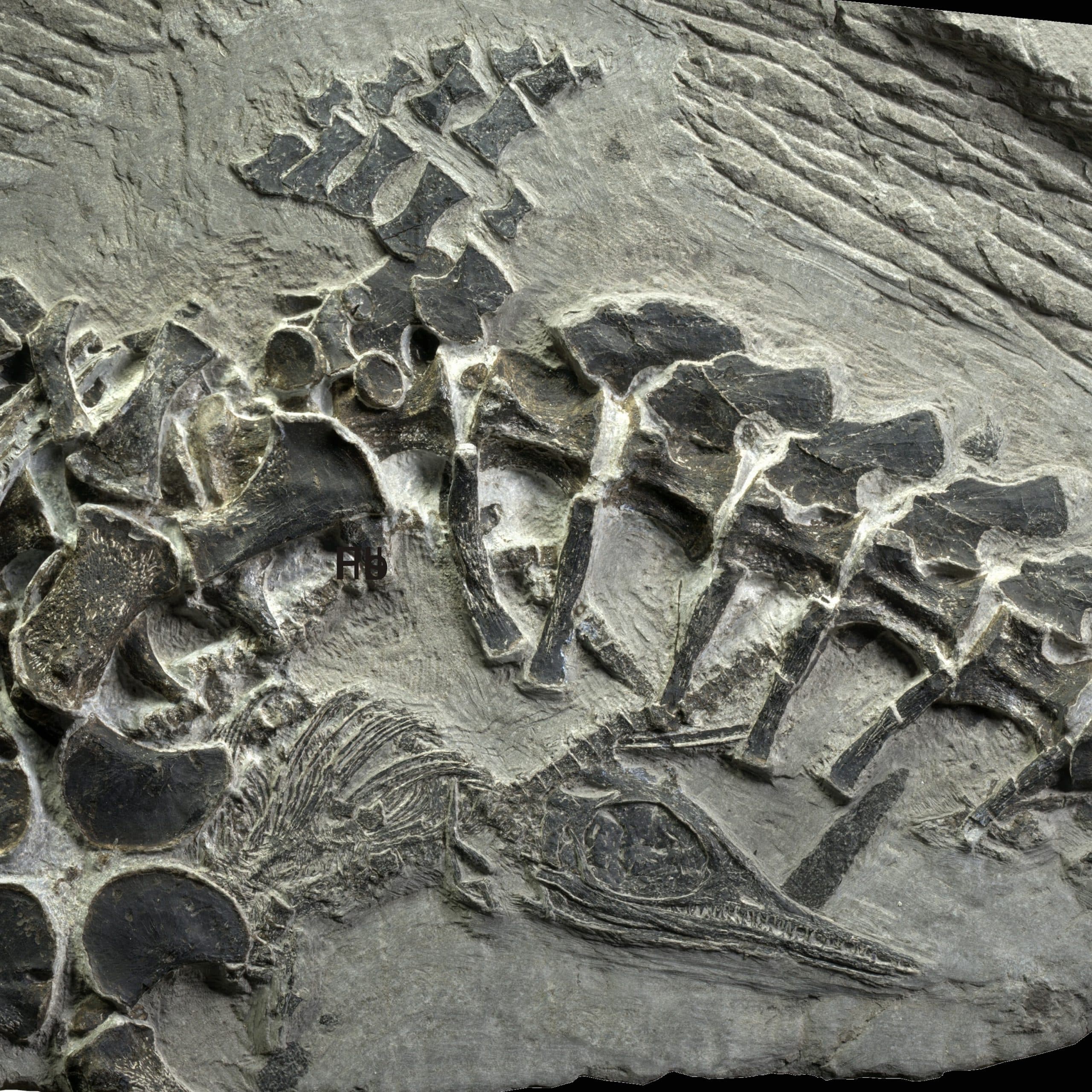 Erstarrte Momente: Tödliche Spuren, Wassergeburt und Dinopipi