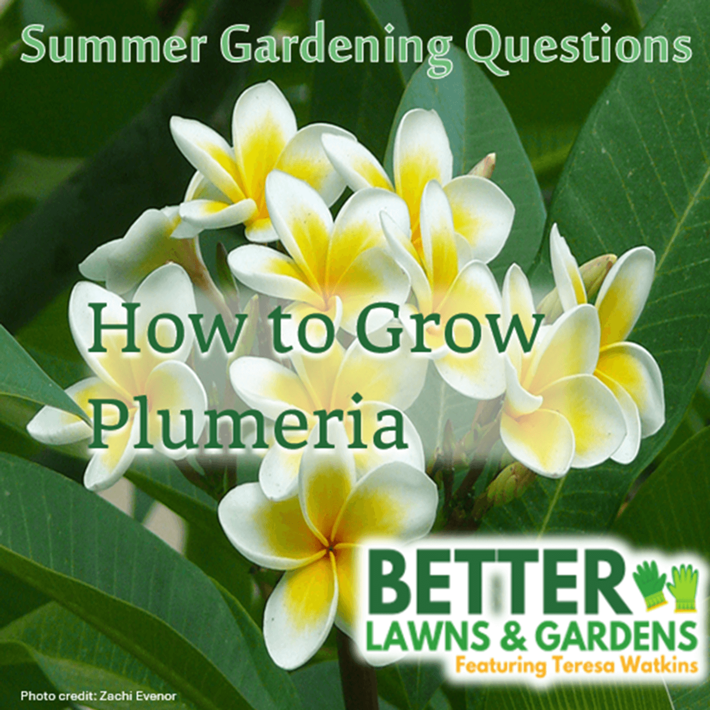 S2 Ep362: Better Lawns and Gardens Summer Garden Questions June 14, 2025