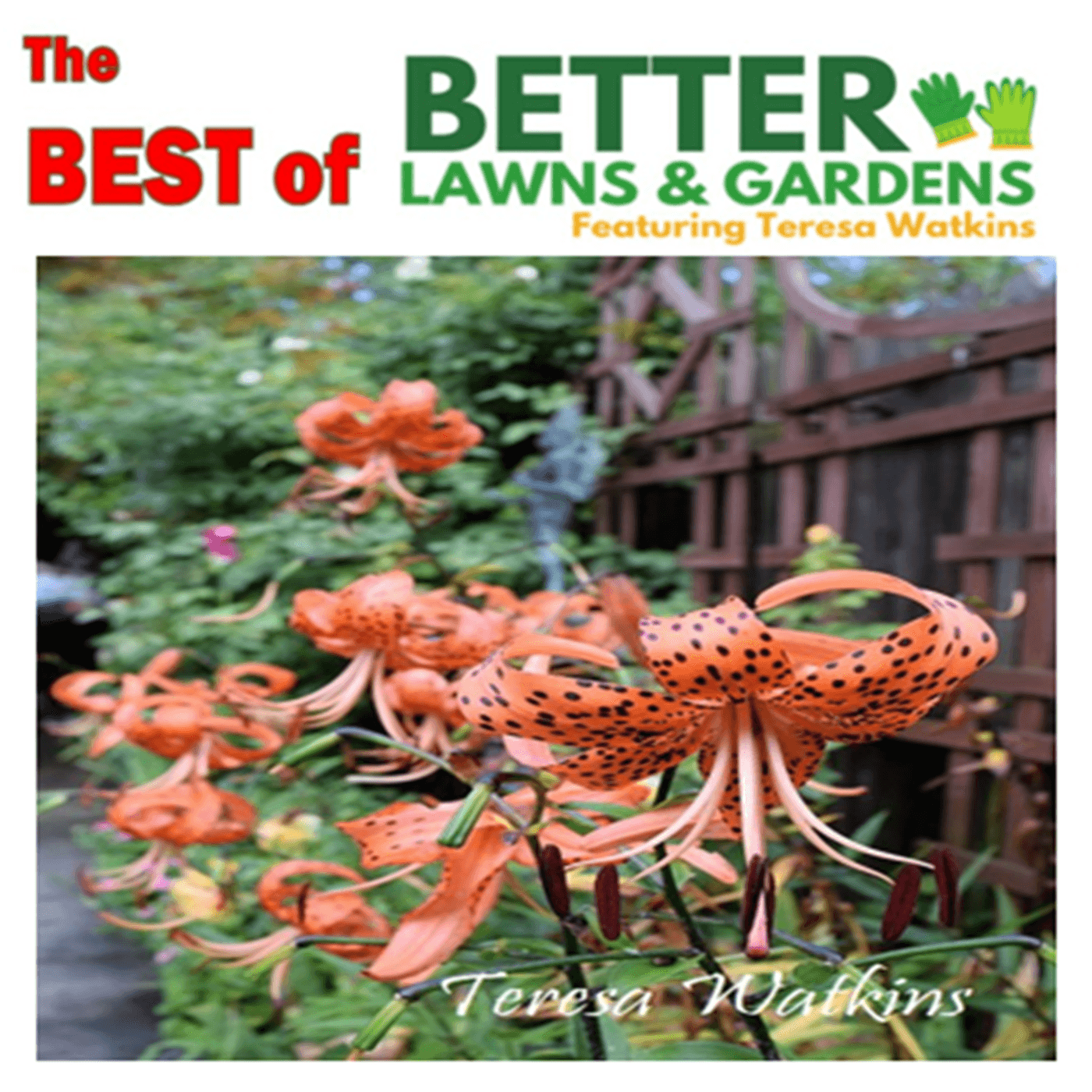 S2 Ep368: Best of Better Lawns and Gardens - Hour 2 Tiger Lilies and Summer Gardening July 5, 2025