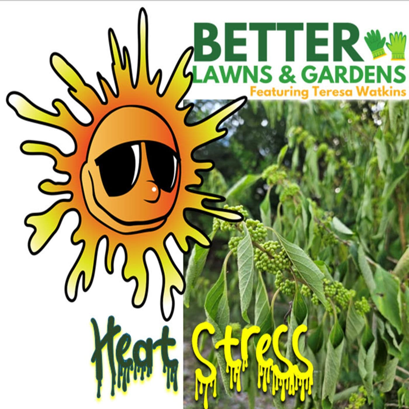 S2 Ep373: Better Lawns and Gardens - Hour 1 Heat Stress August 2, 2025