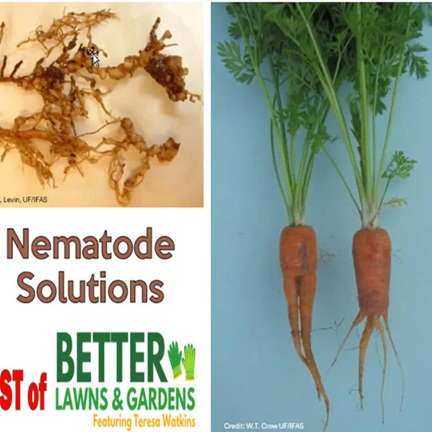S2 Ep380: Better Lawns and Gardens - Hour 2 - Best Of Nematode Solutions August 30 2026