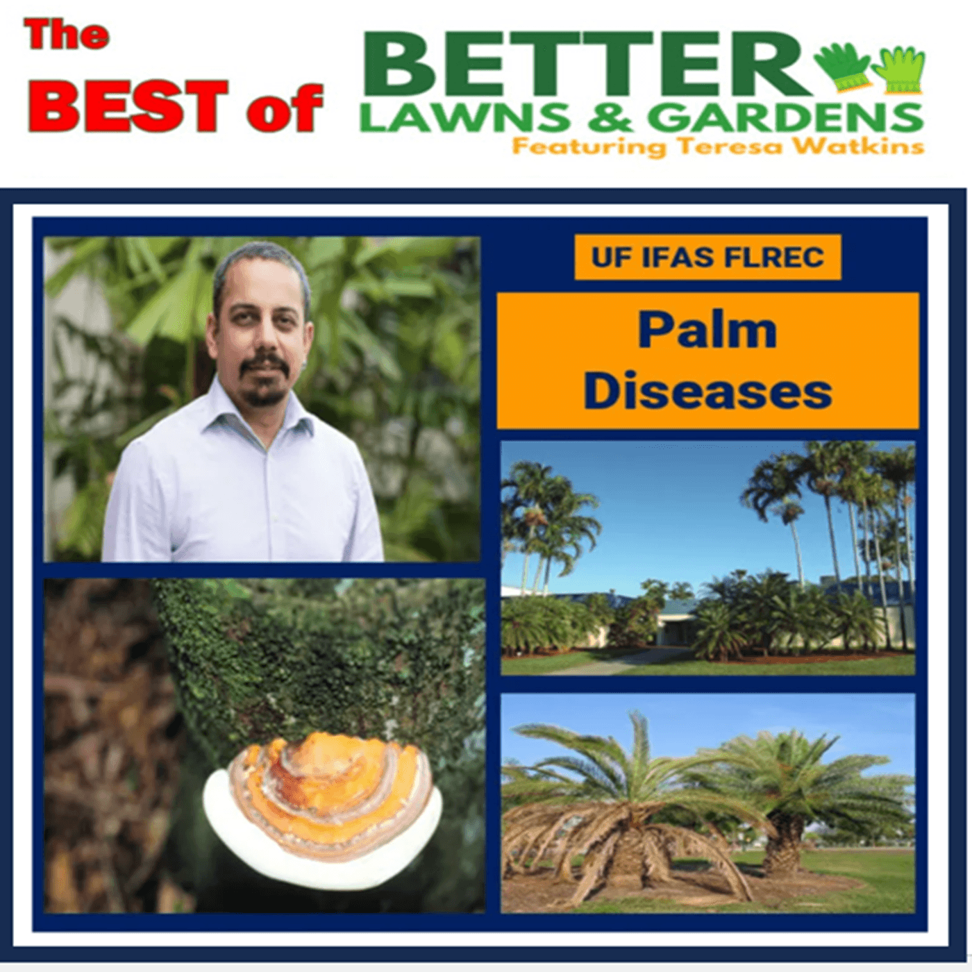 S2 Ep385: Better Lawns and Gardens - Hour 1 Palm Diseases - September 20, 2025