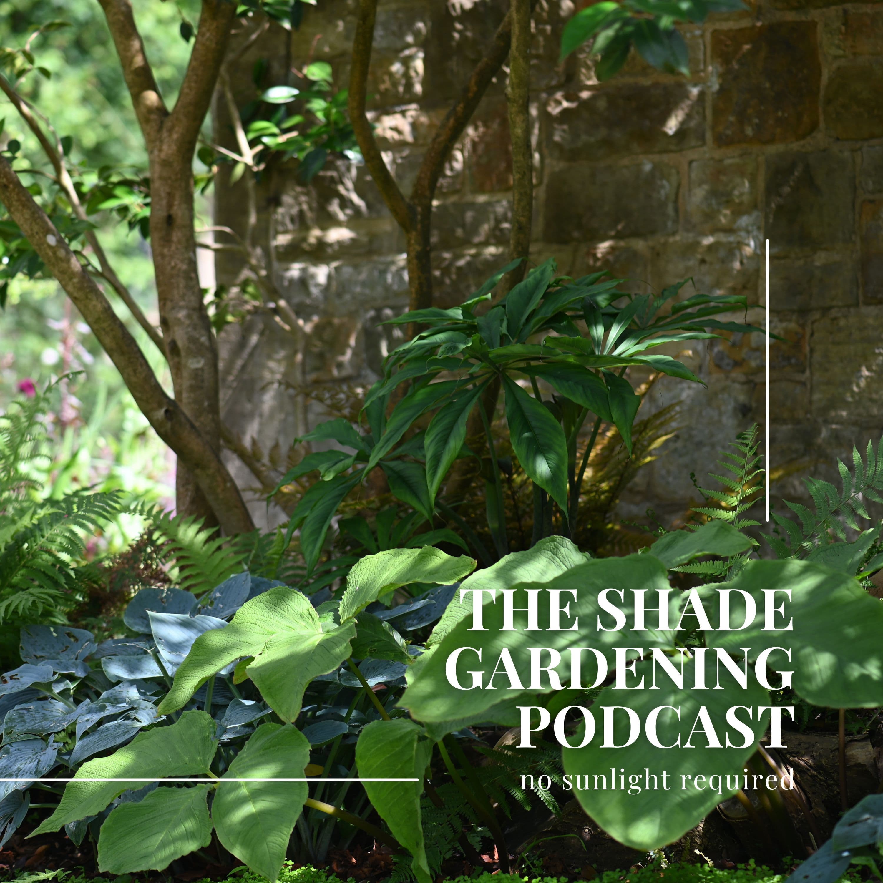Creating a Wildlife-Friendly Shade Garden: Attracting Pollinators and More