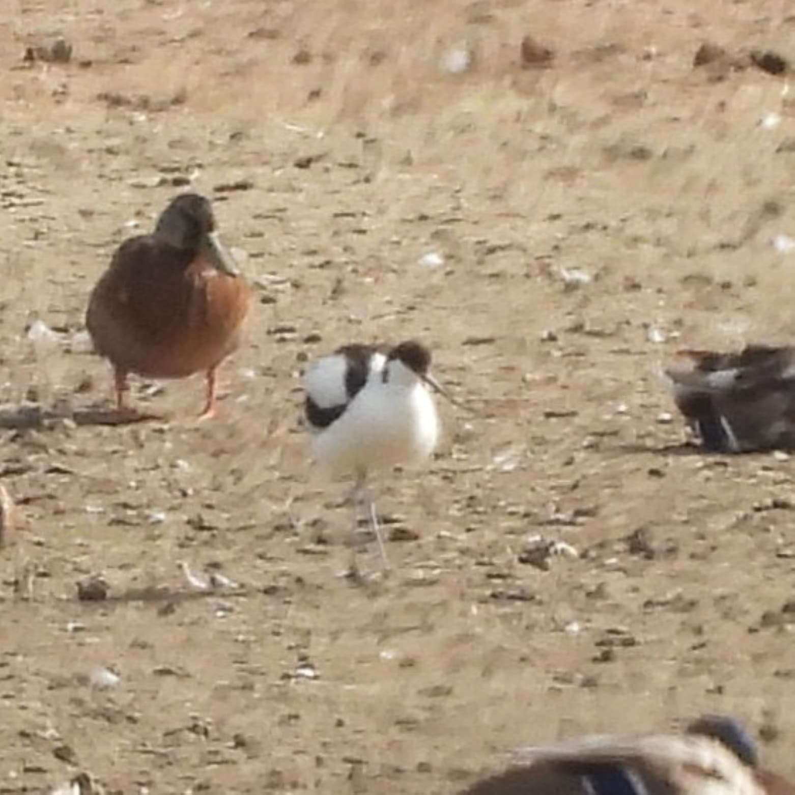 Säbelschnäbler