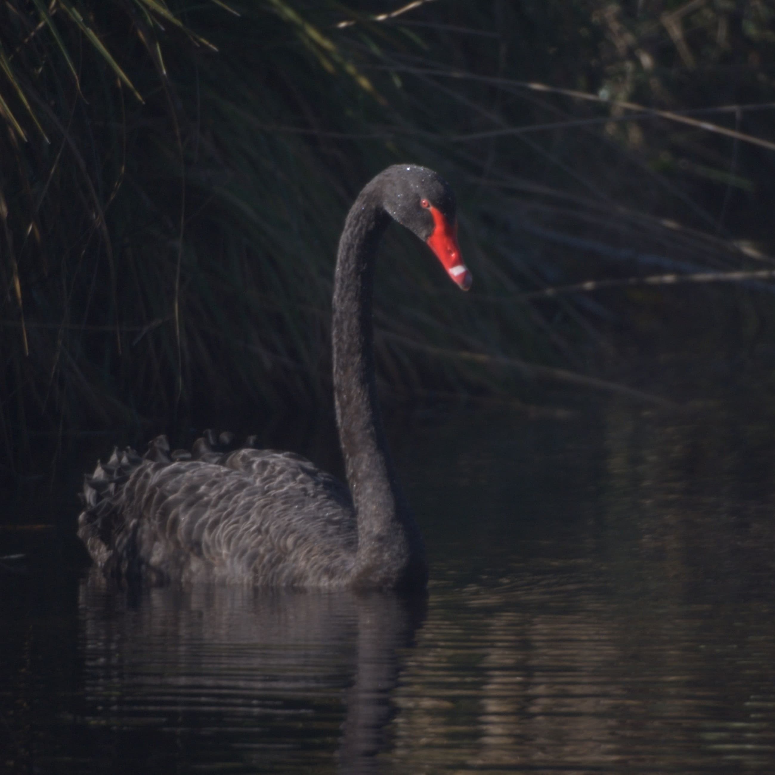 Trauerschwan