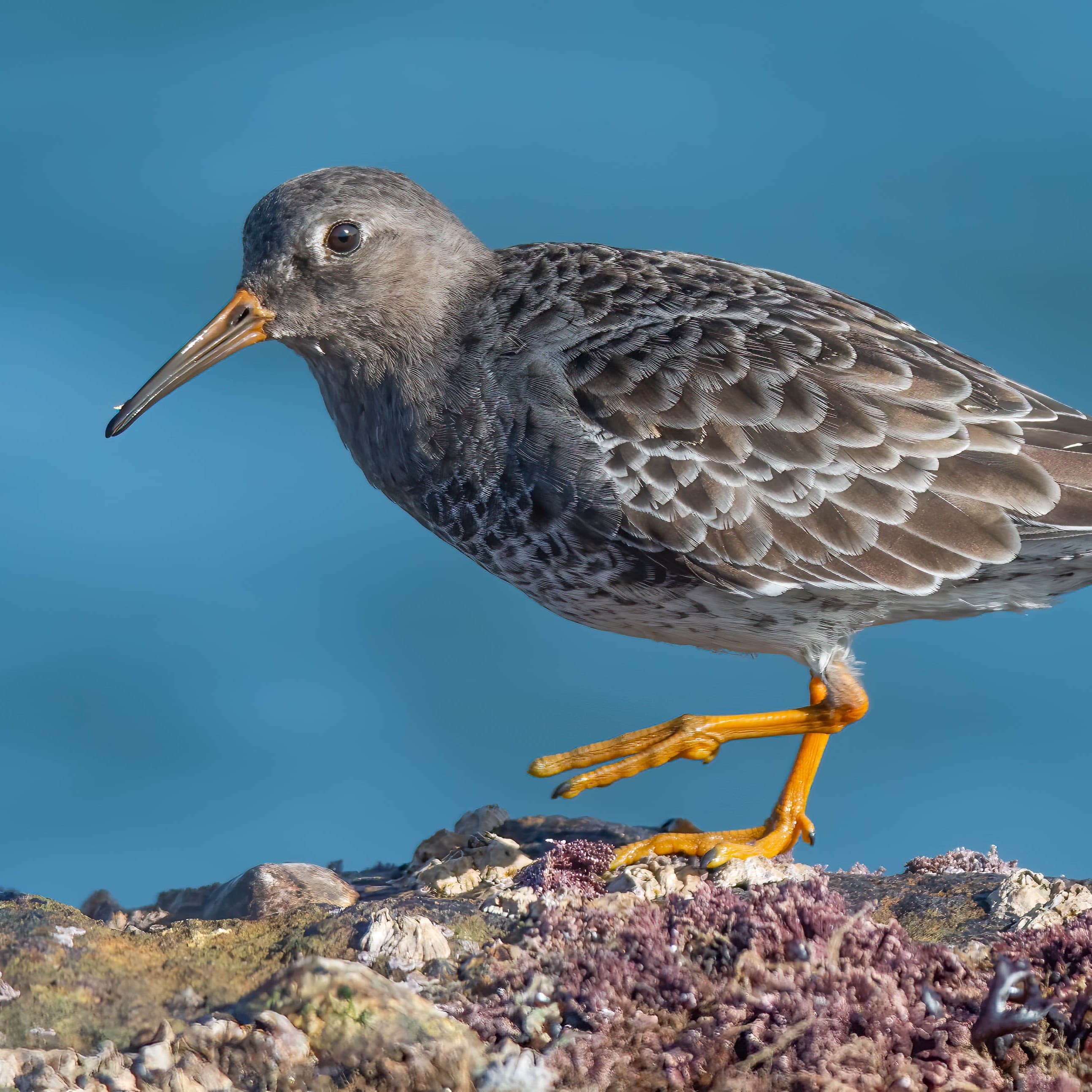 Meerstrandläufer
