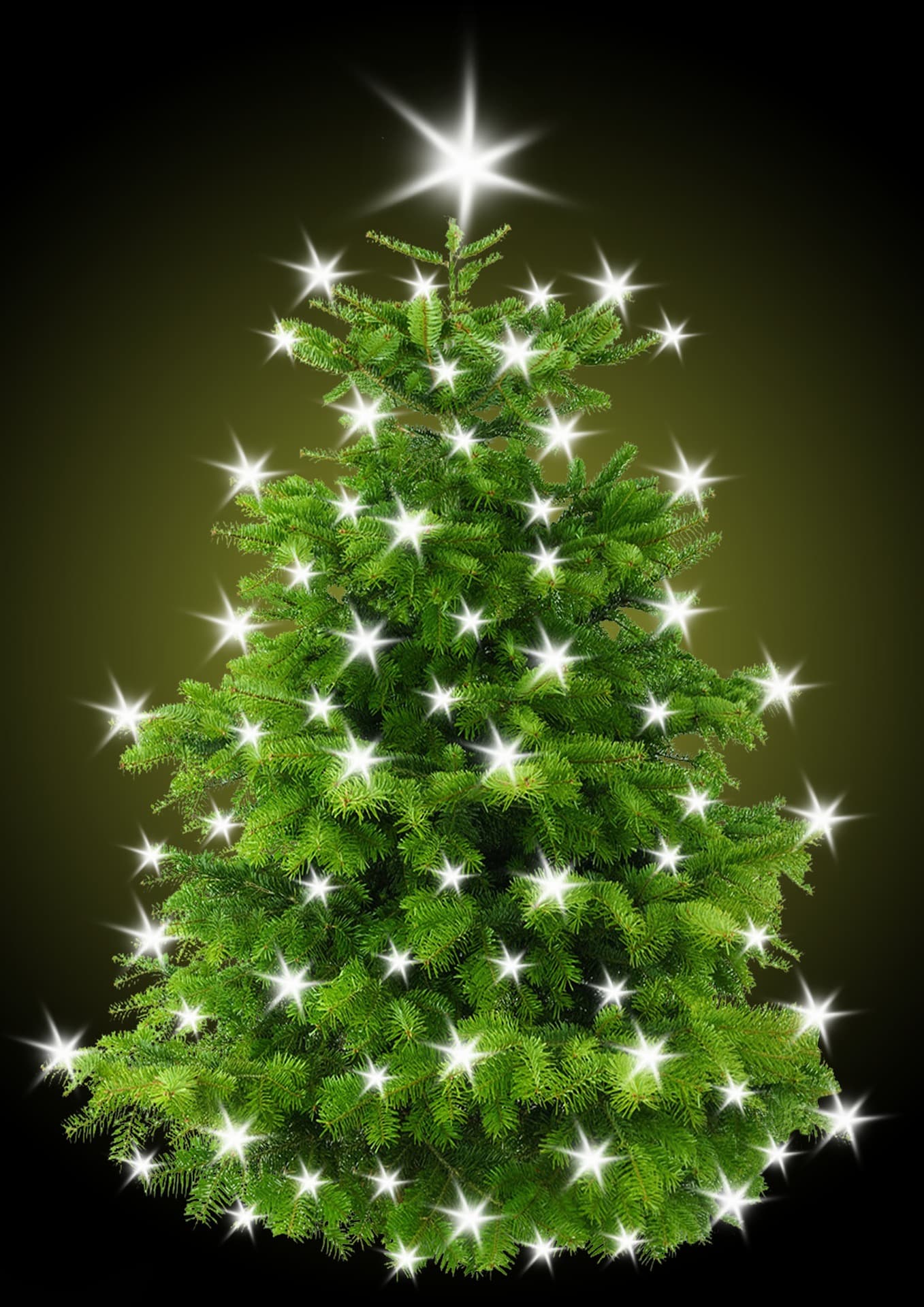 Die Wasserburger Christbaumallee