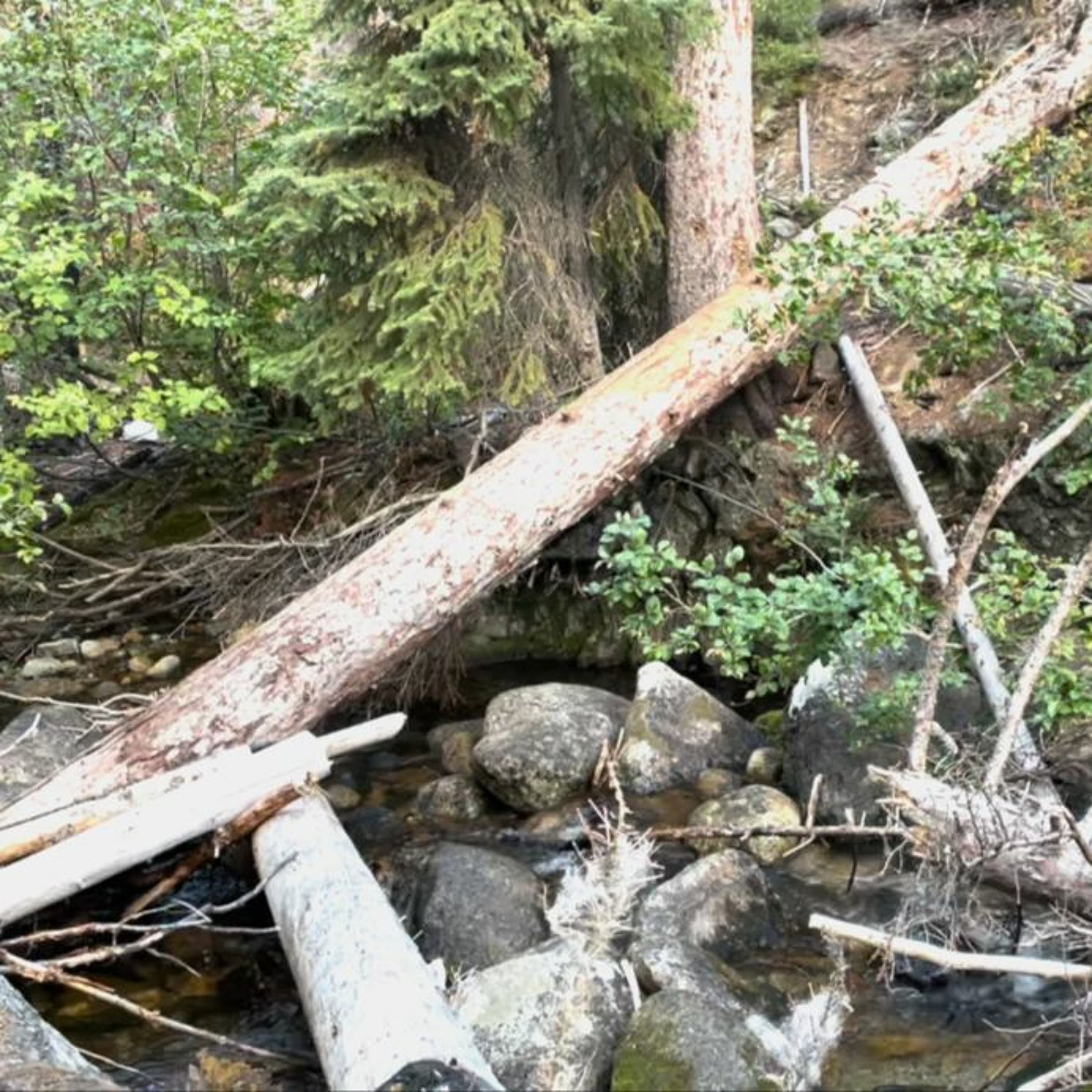 Ep 80 - A Different Perspective On Last Month's Oval Peak Incident - Enji Cooper