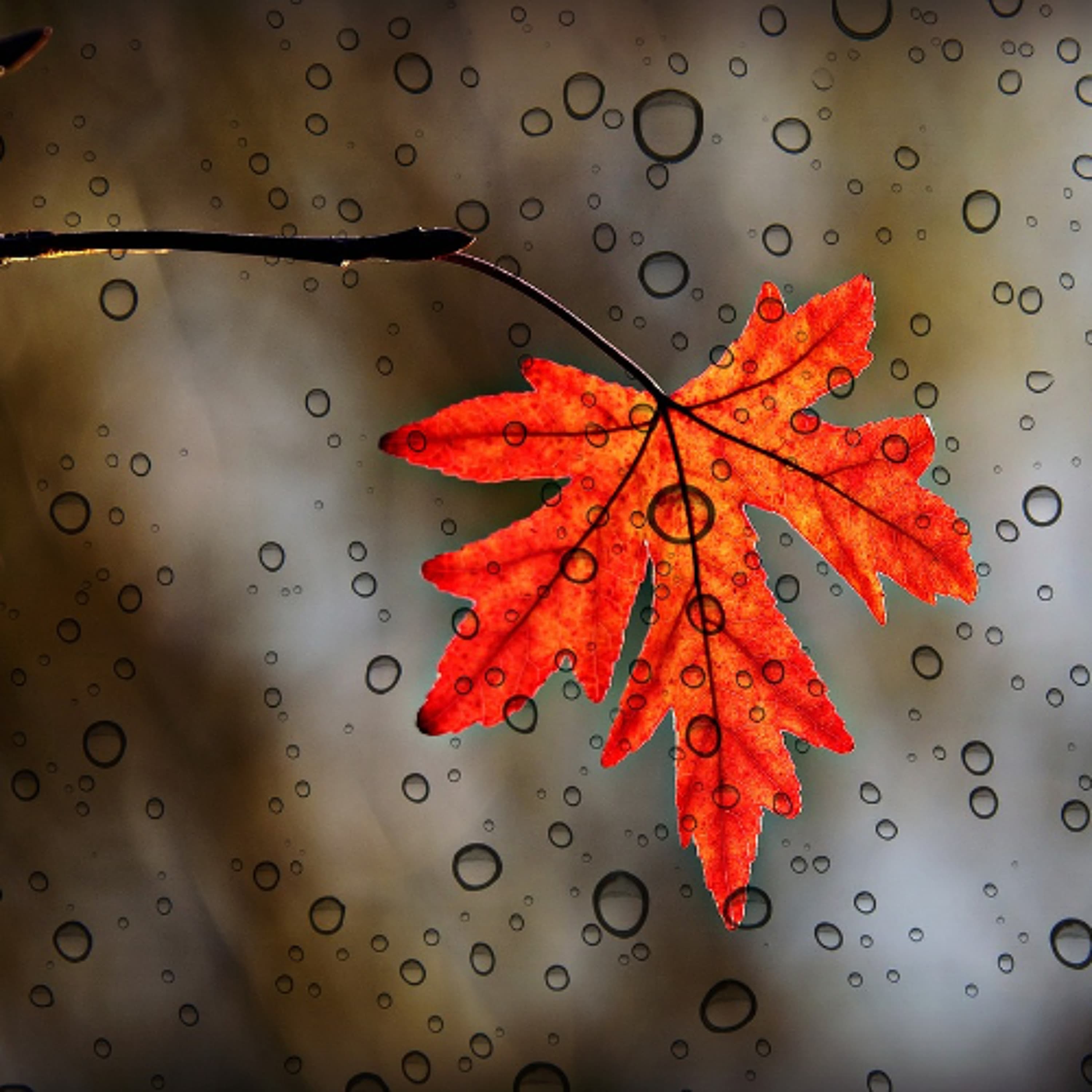 Quattro Stagioni 171 - Autunno