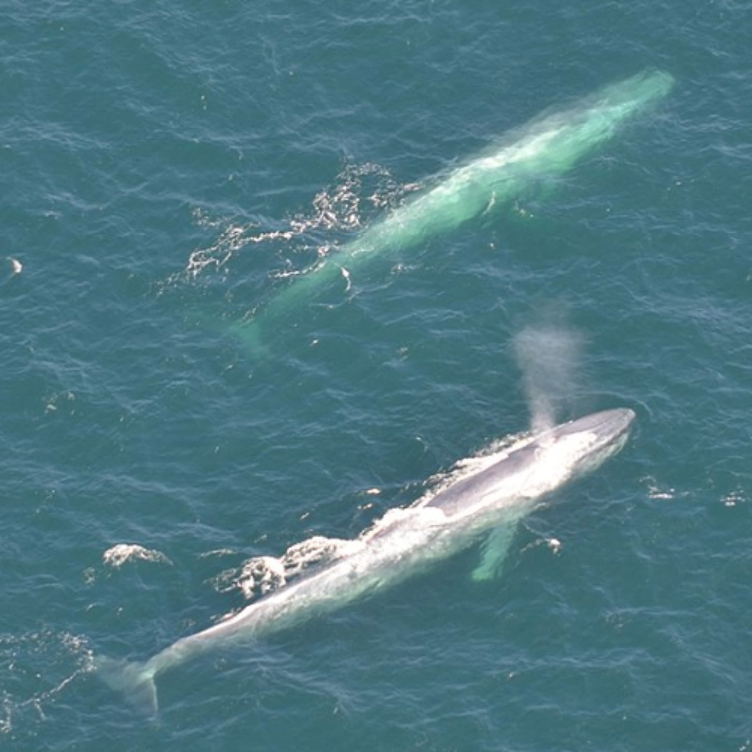 The Blue Whales Have Stopped Singing