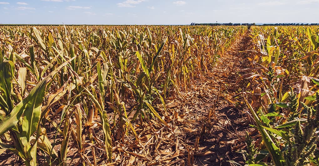 Come l’agricoltura si adatta al clima