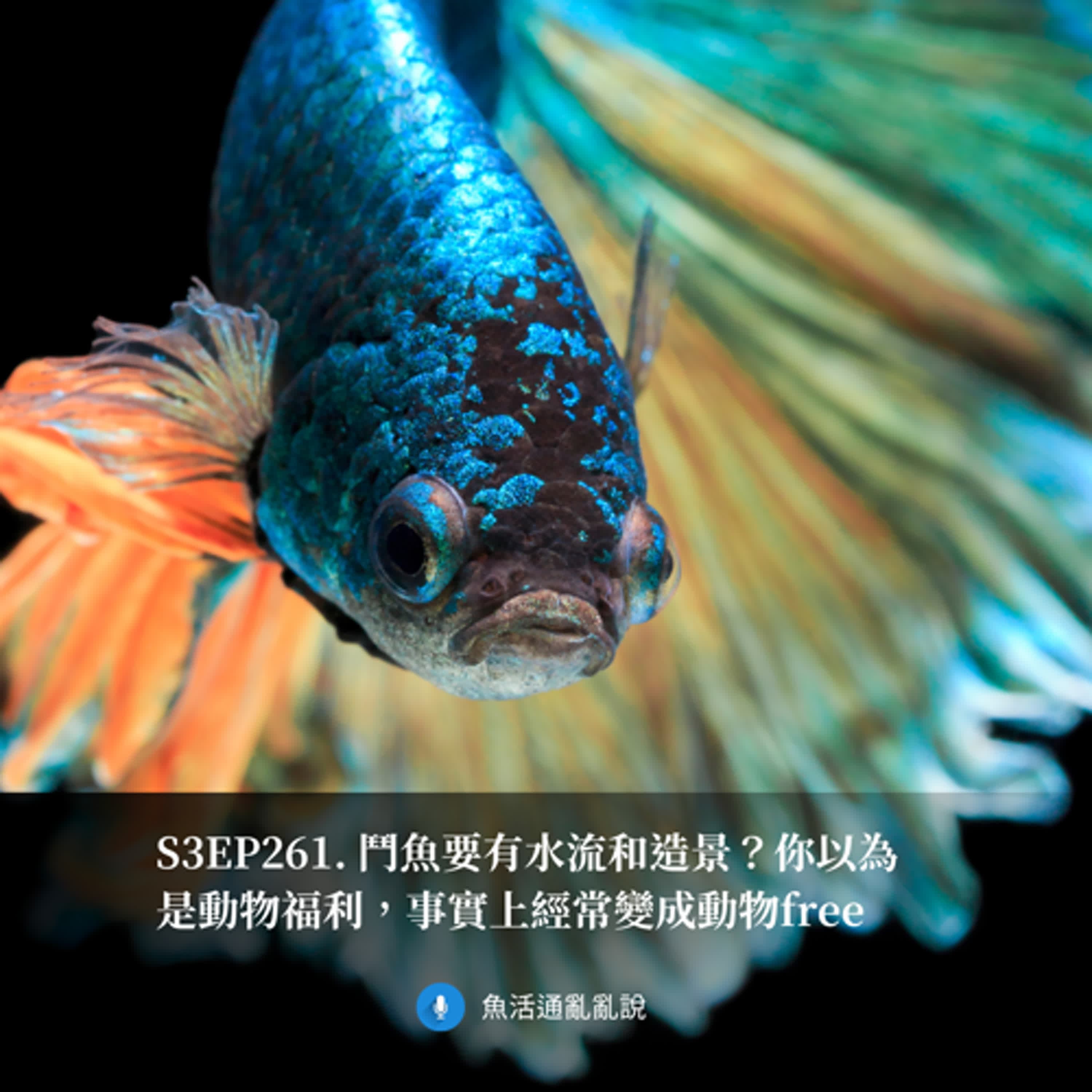 S3EP261. 鬥魚要有水流和造景?你以為是動物福利,事實上經常變成動物free