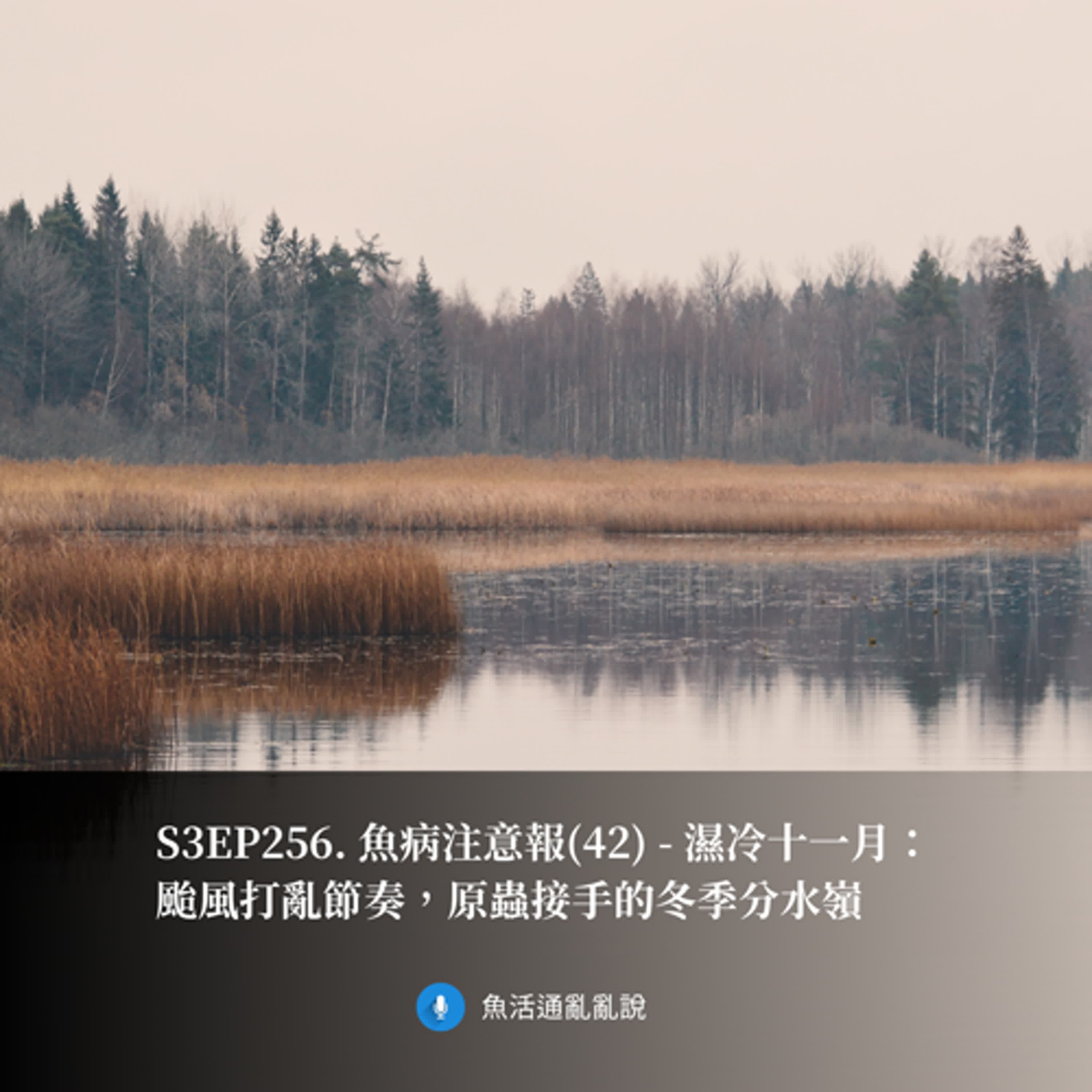 S3EP256. 魚病注意報(42) - 濕冷十一月:颱風打亂節奏,原蟲接手的冬季分水嶺