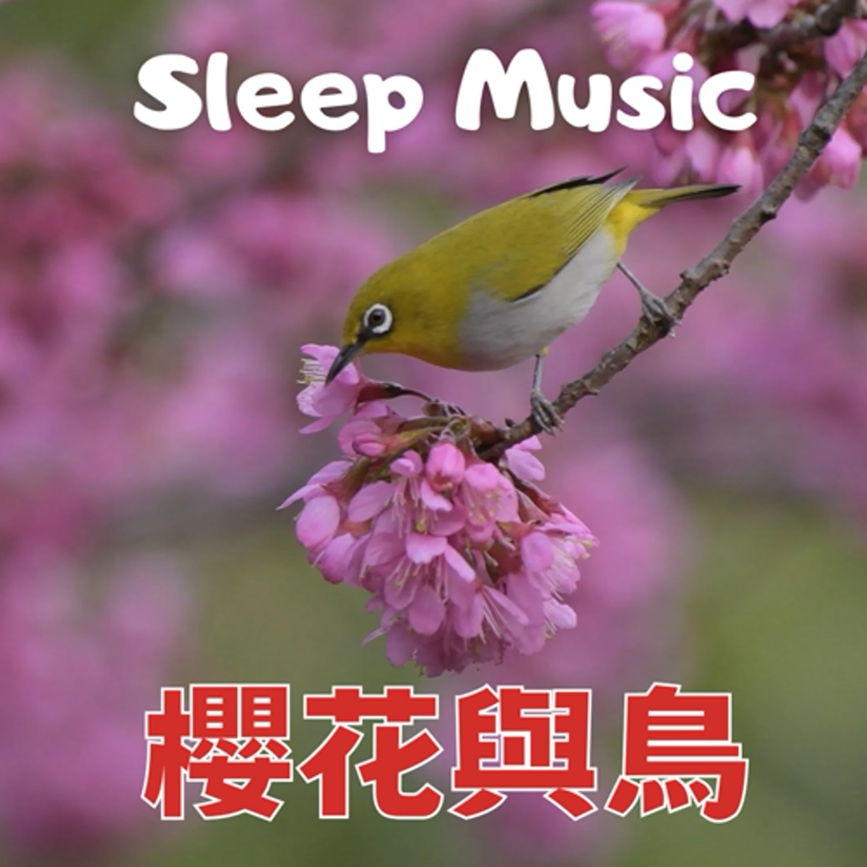 🌙Sleep Music⭐️睡眠音樂#84🌸櫻花與鳥🌸Plano Music🎵