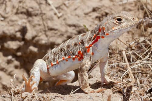 Sustainability Now! Sunday, August 31st: Save the Valley Dragons!  Restoring the Blunt-Notes Leopard Lizard to the San Joaquin Desert with Dr. Michael Telemeco and Dr. Michael Westphal