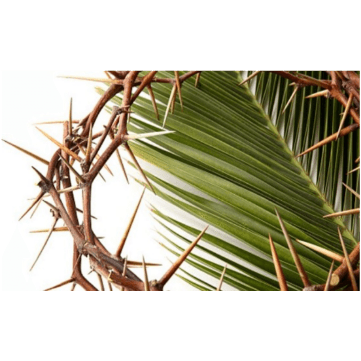 SERMON PODCAST April 13th, 2025 - Luke 19:28–42 "The Marvelous Peace of God"  Palm Sunday - Pastor Erin Bovendam - Calvary Lutheran Church