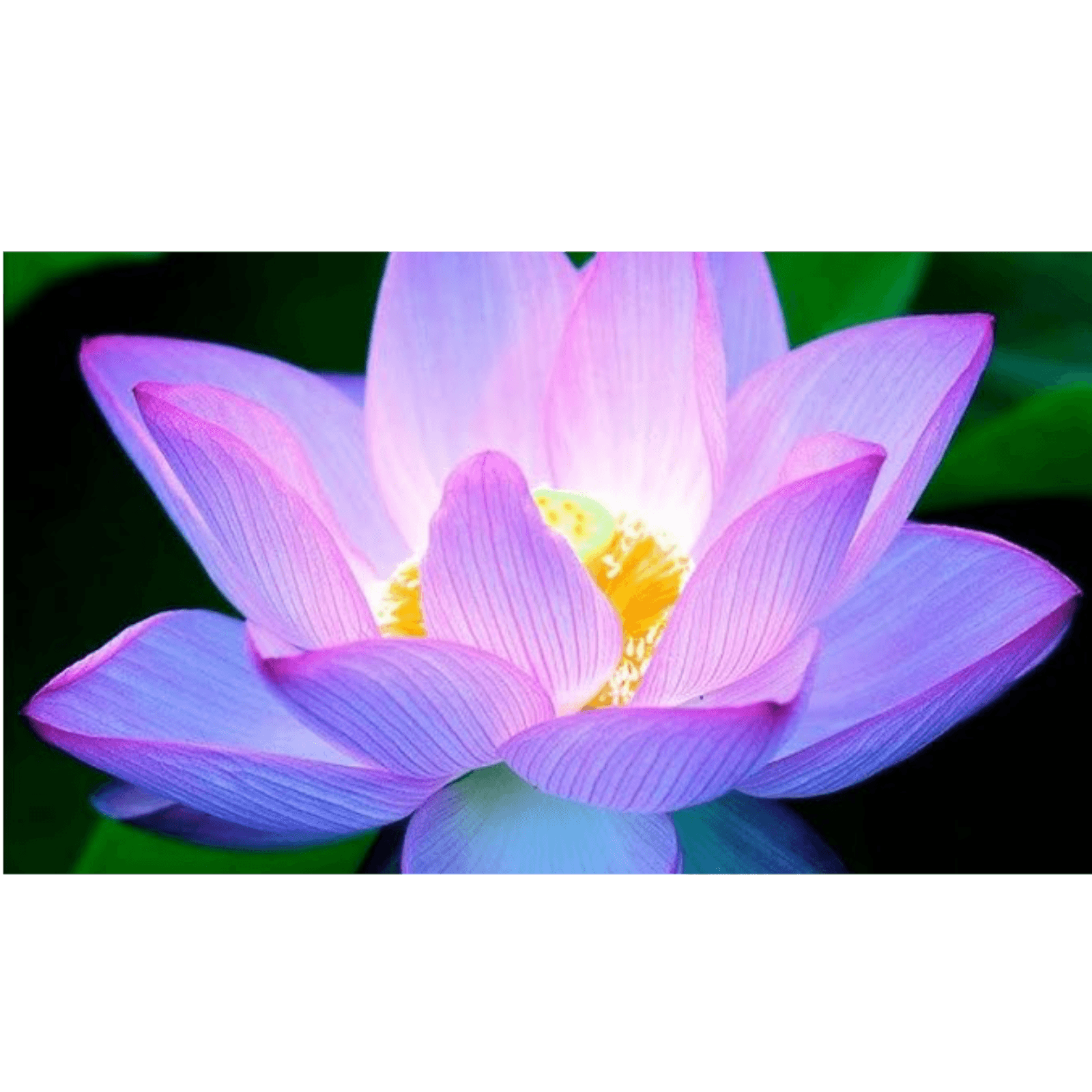 Exuberant and beautiful 