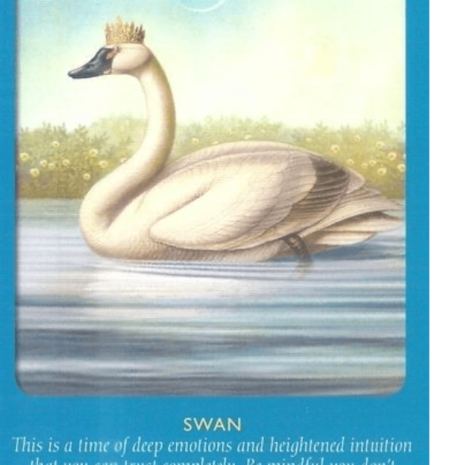 The Swan 