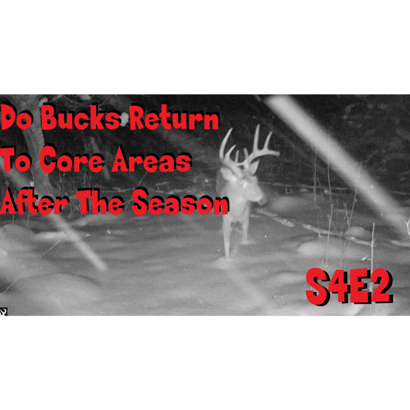 Do bucks return to core areas after the season  s4e2 movie