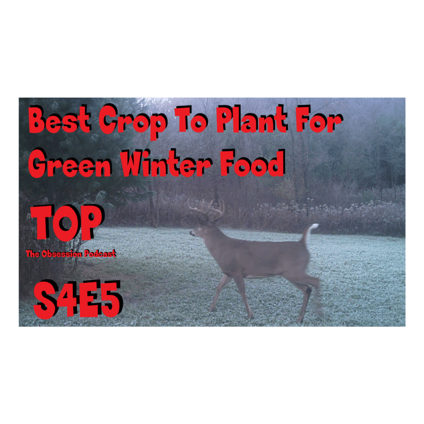 Best crop to plant for green winter food s4e4 movie